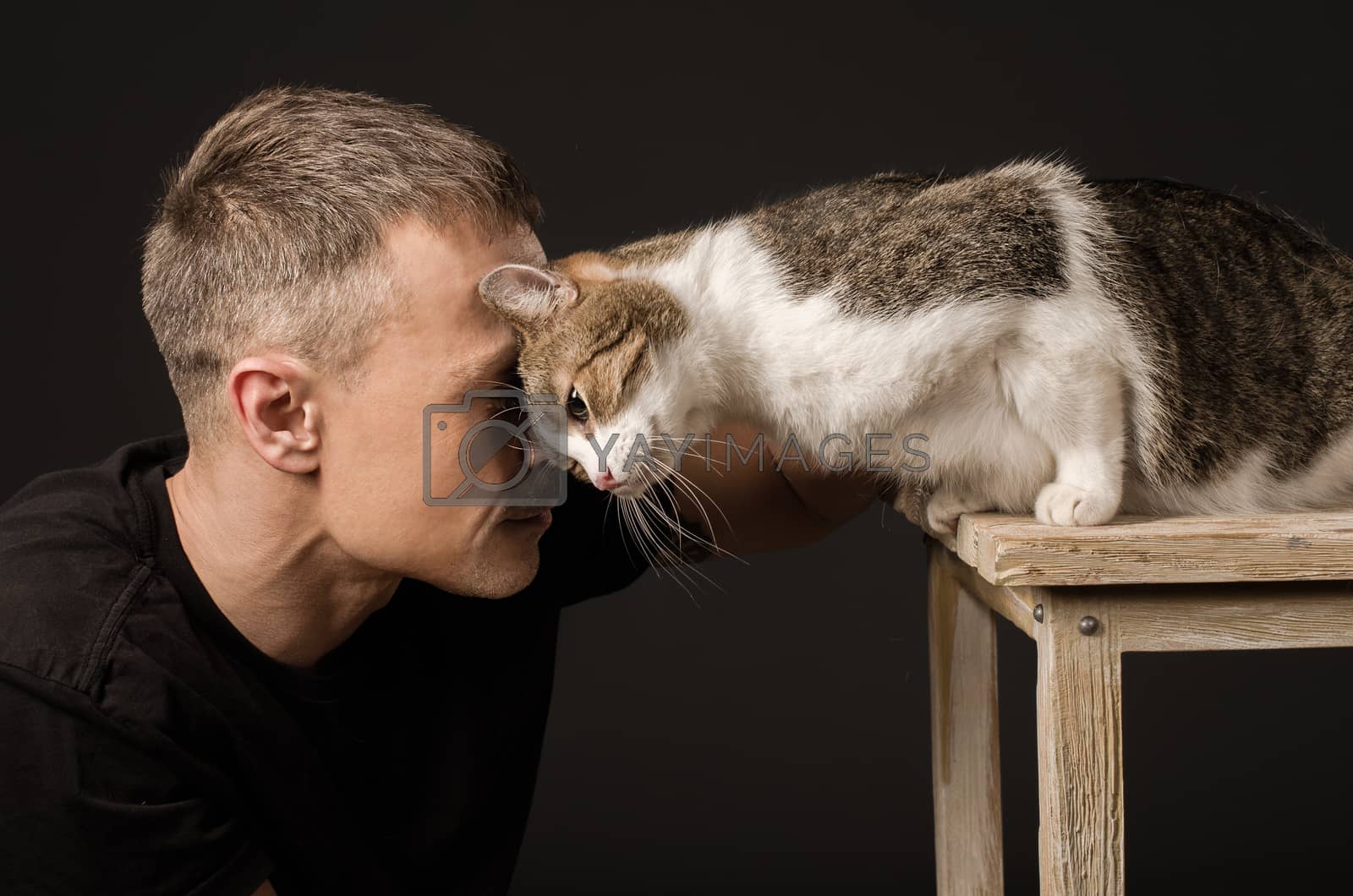 Royalty free image of Bromance, friendship, man and cat, touched their foreheads by Gera8th