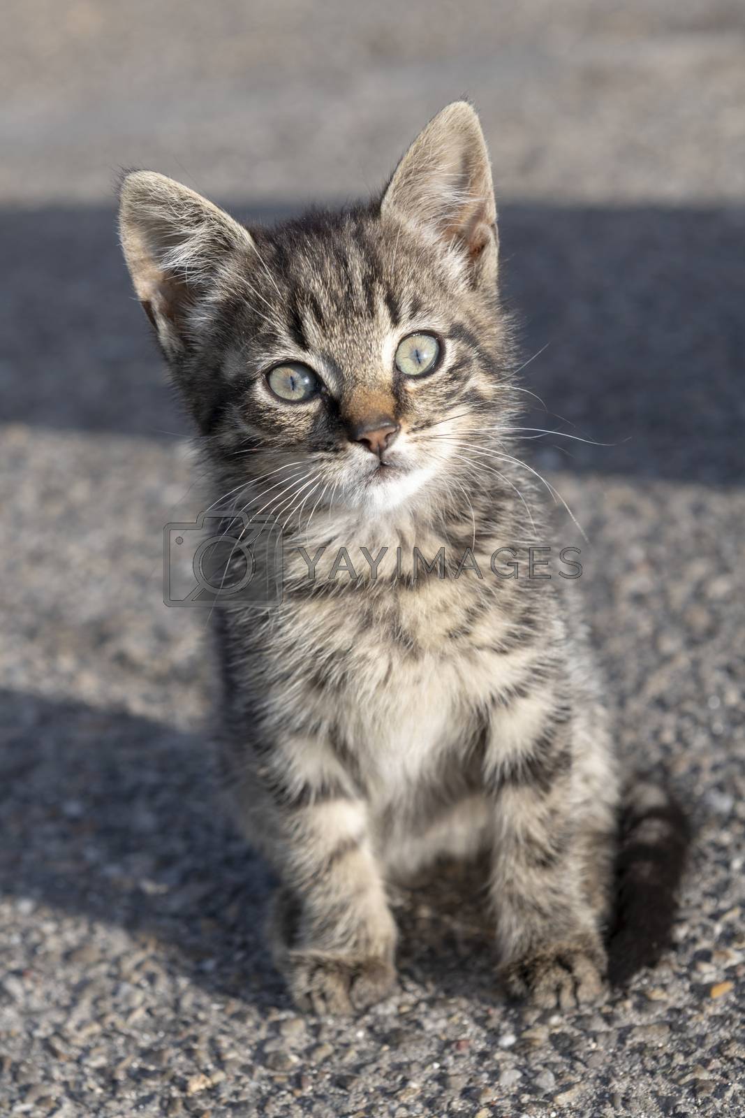 Royalty free image of Young kitten on a farm
 by Tofotografie