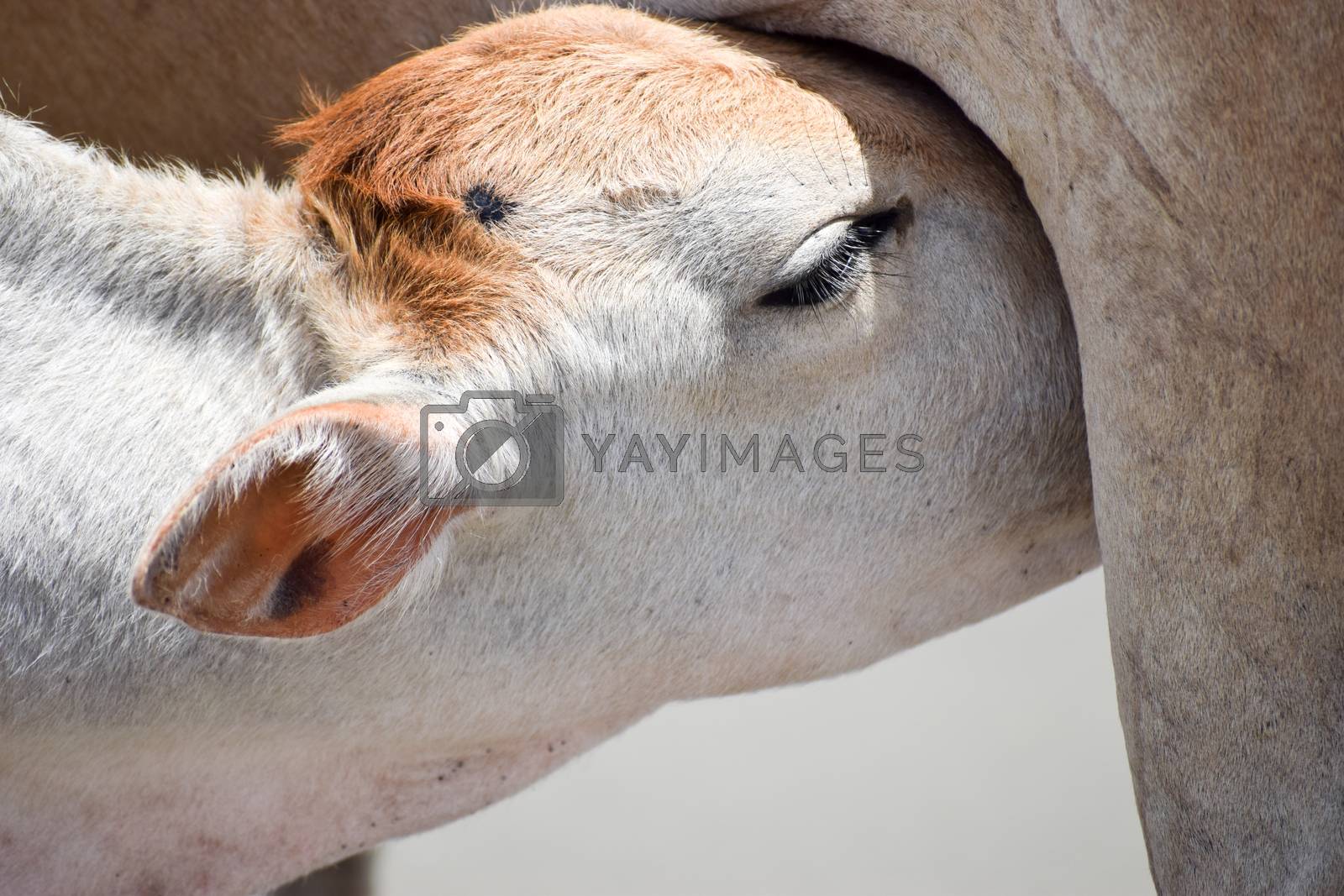 Royalty free image of Cute Baby Calf Drinking Mothers Milk . Indian Cow Feeding Milk to her Calf. Close up. A Rural India background in summer. by sudiptabhowmick