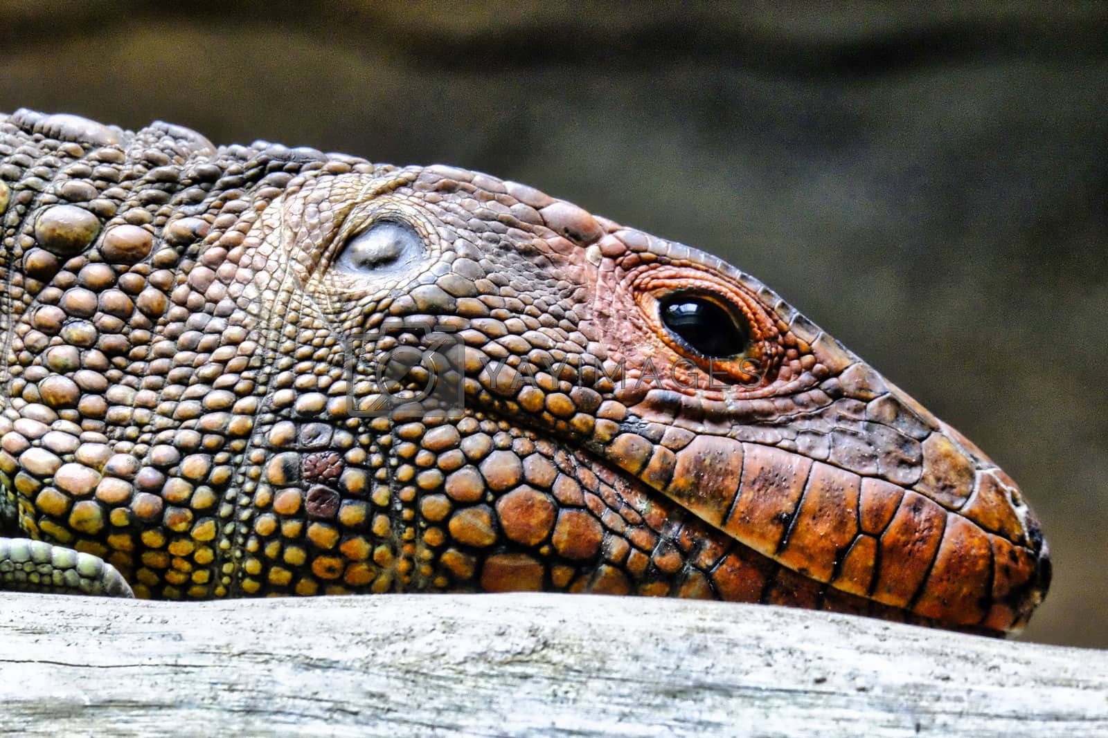 Royalty free image of Caiman Lizard's head. by Vailatese