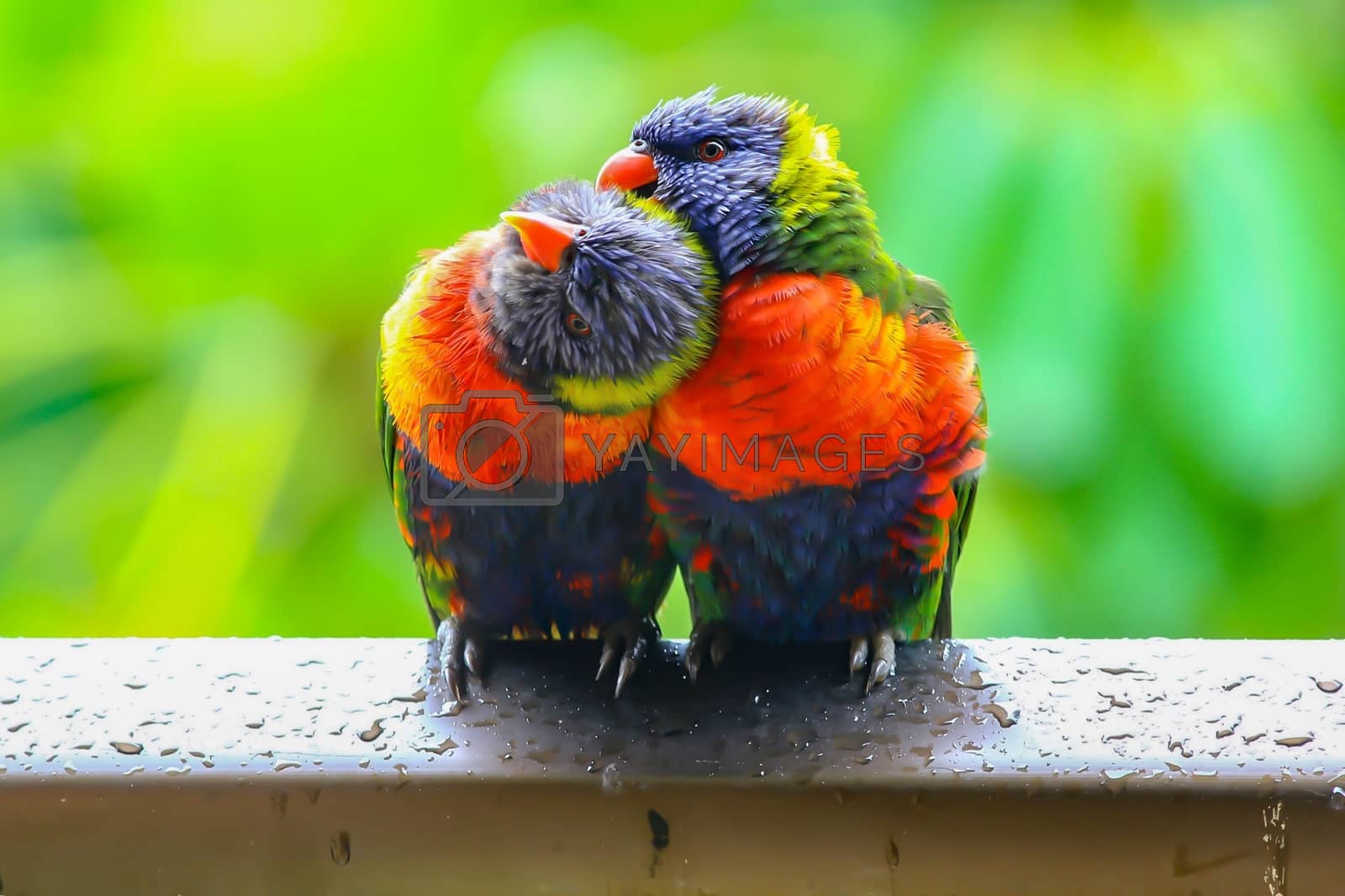 Royalty free image of Rainbow lorikeets preening each other after the rain by blueandrew8000@hotmail.com