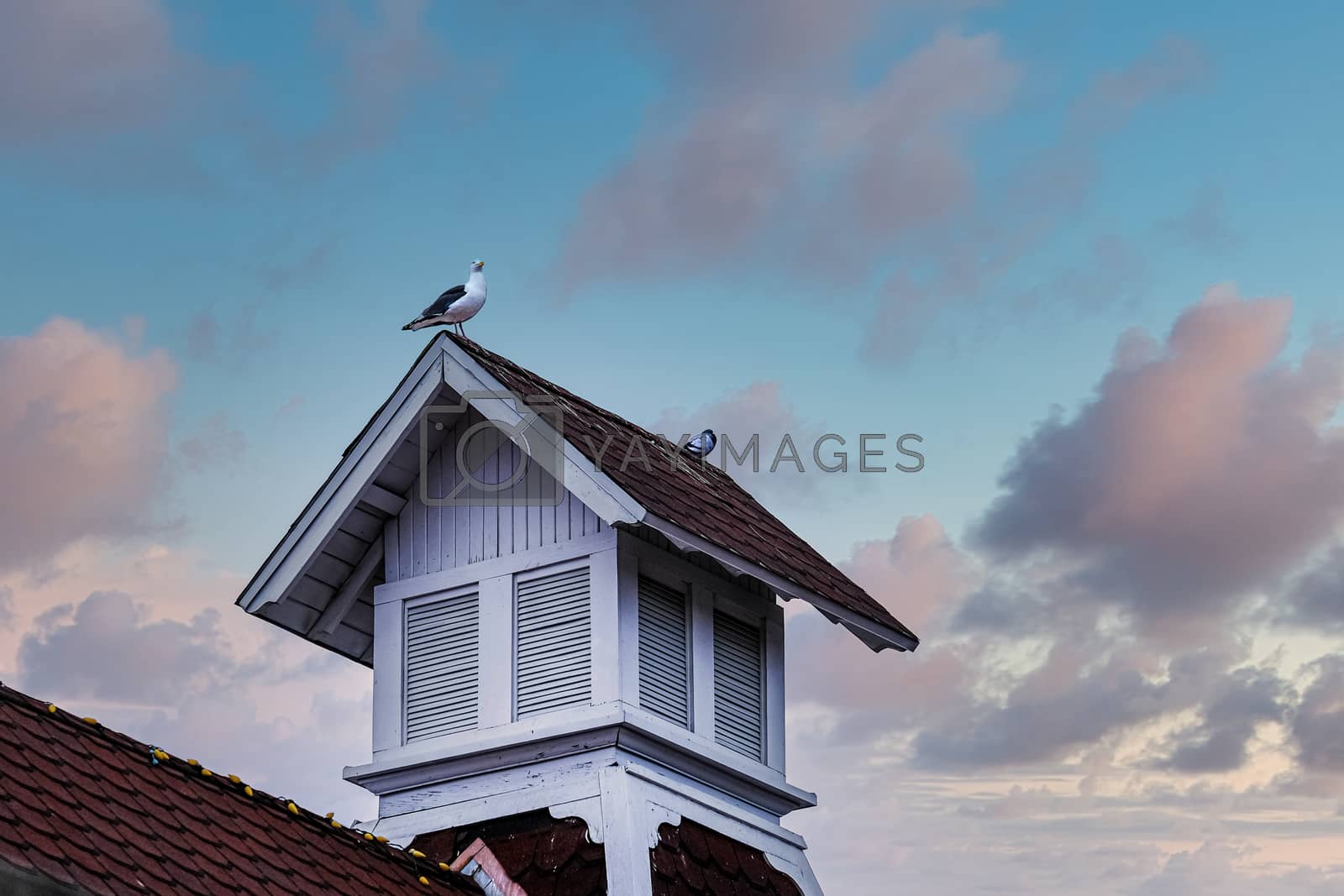 Royalty free image of PIgeons on Cupola by dbvirago