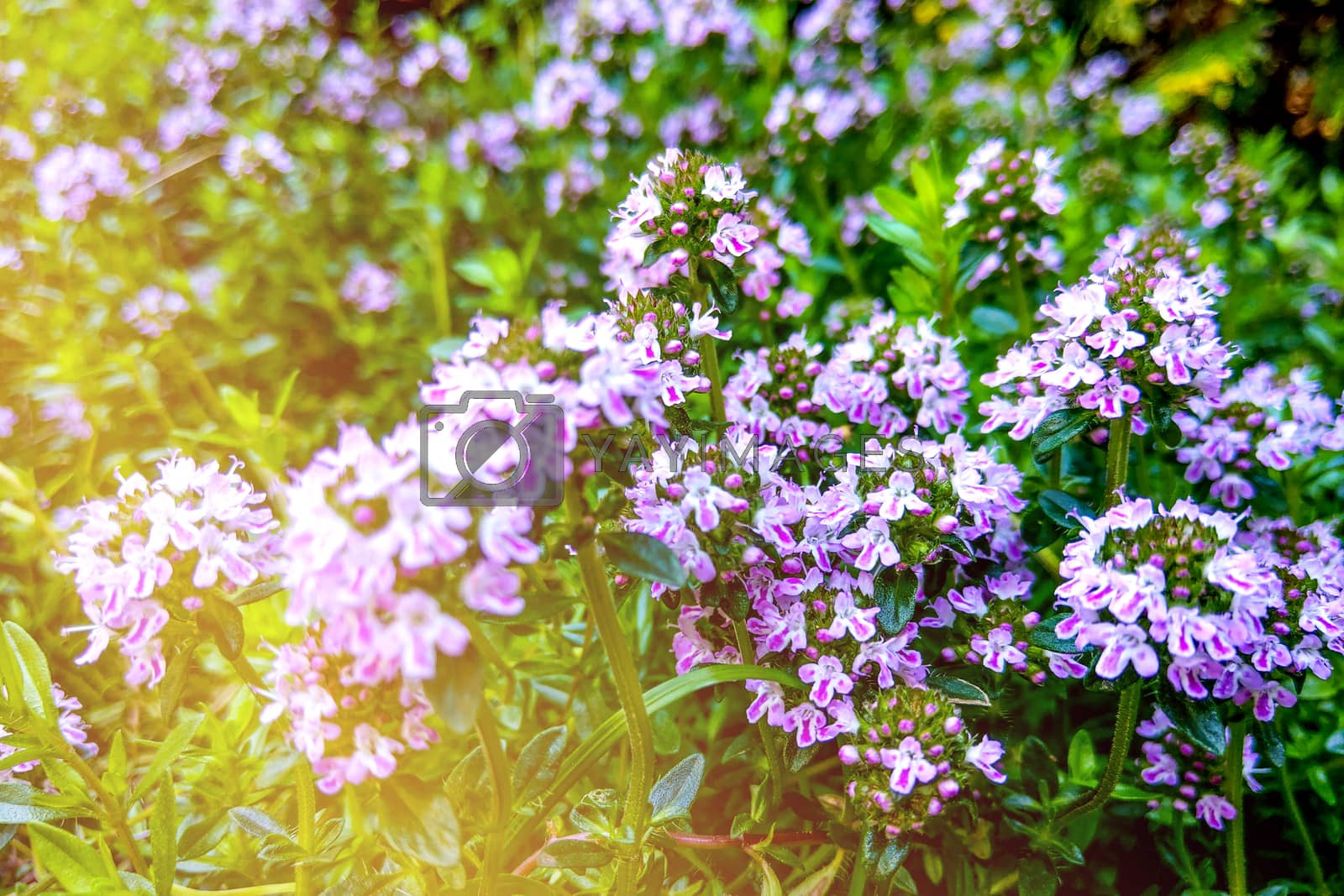 Royalty free image of Thymus pulegioides with lilac pink flowers. Nature by kip02kas