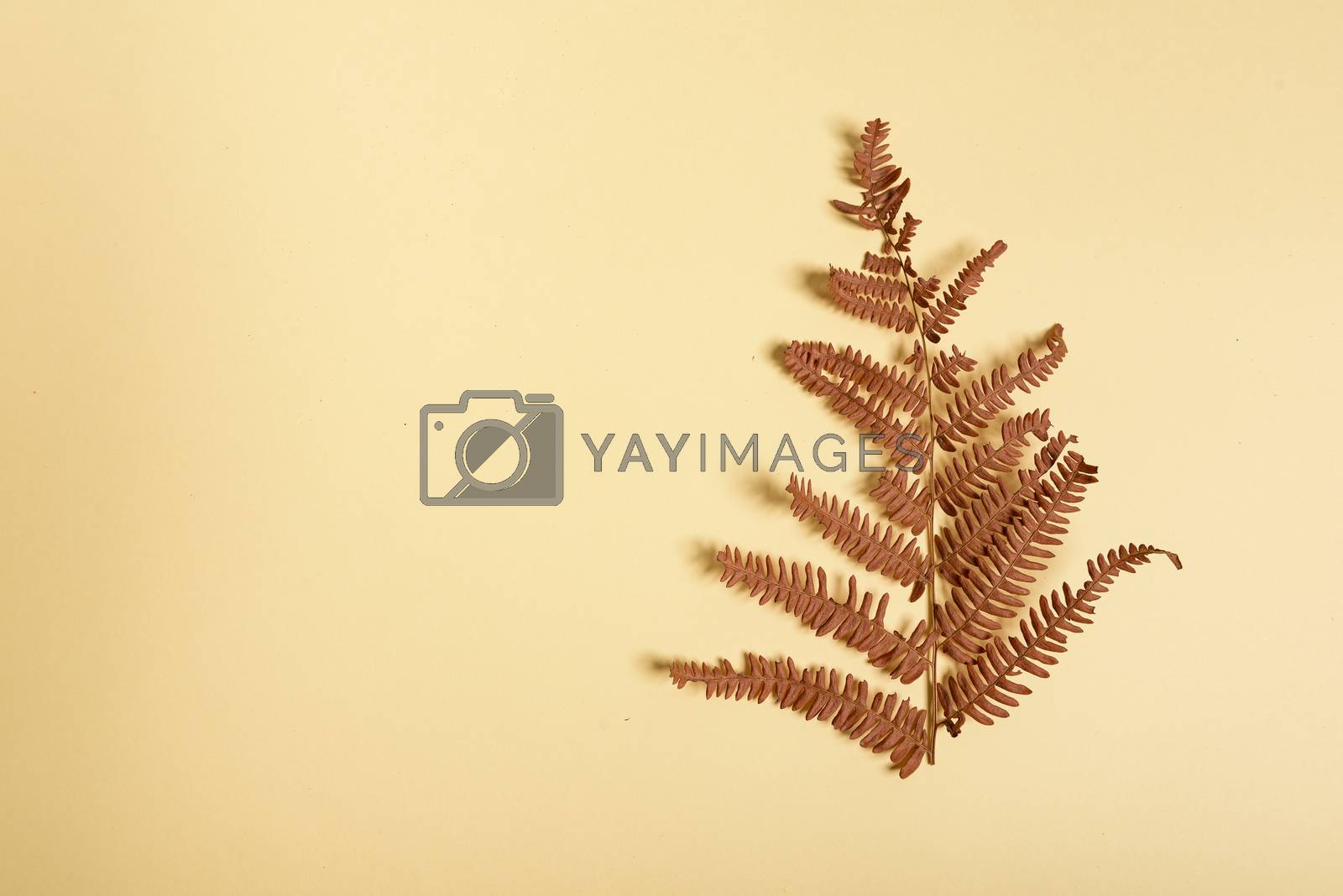 Royalty free image of Autumn fern leaves isolated on yellow background with copy space. Horizontal orienattion. Minimalistic style. by Brejeq