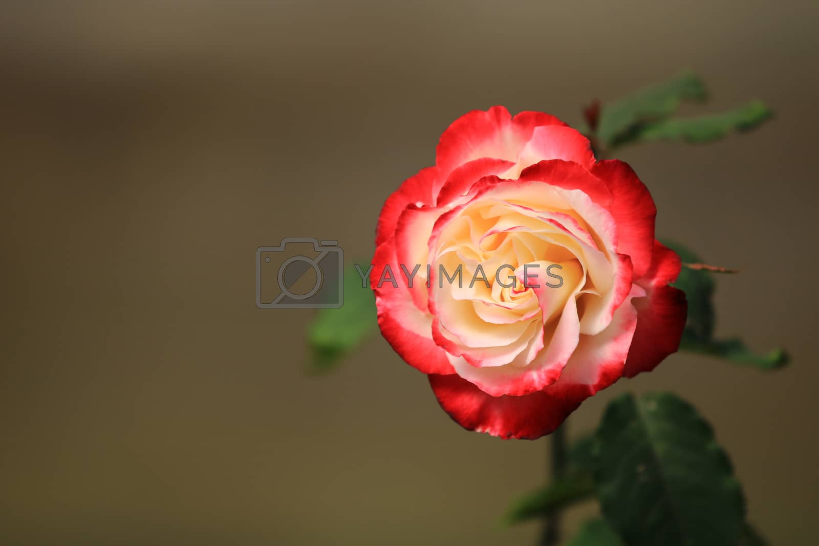 Royalty free image of Red white rose flower on background blurry leaf in the garden of roses,Delicate beauty of close-up rose by anlomaja