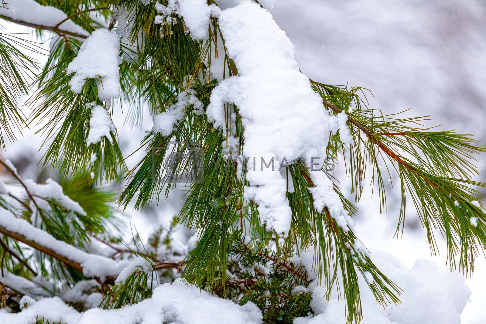 Royalty free image of Evergreen Branches & Needles Weighed Down By Snow by colintemple