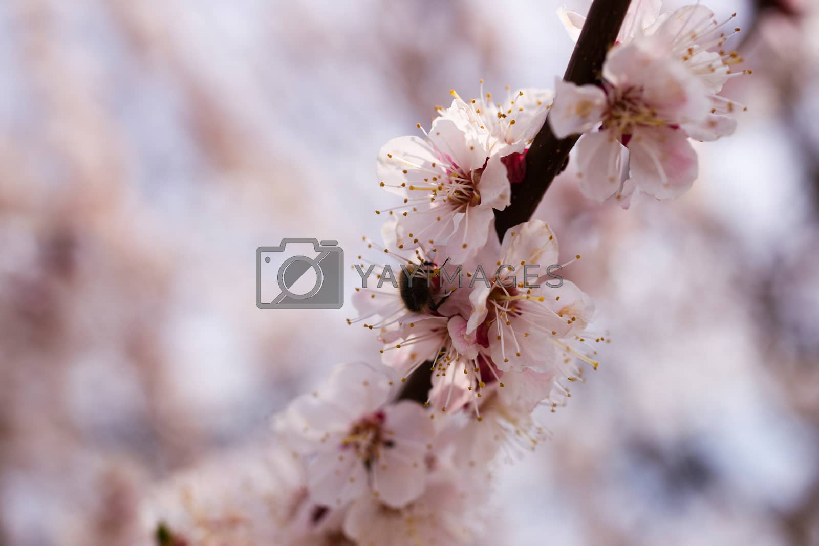 Royalty free image of Apricot flower inflorescences on blurred background. by alexsdriver