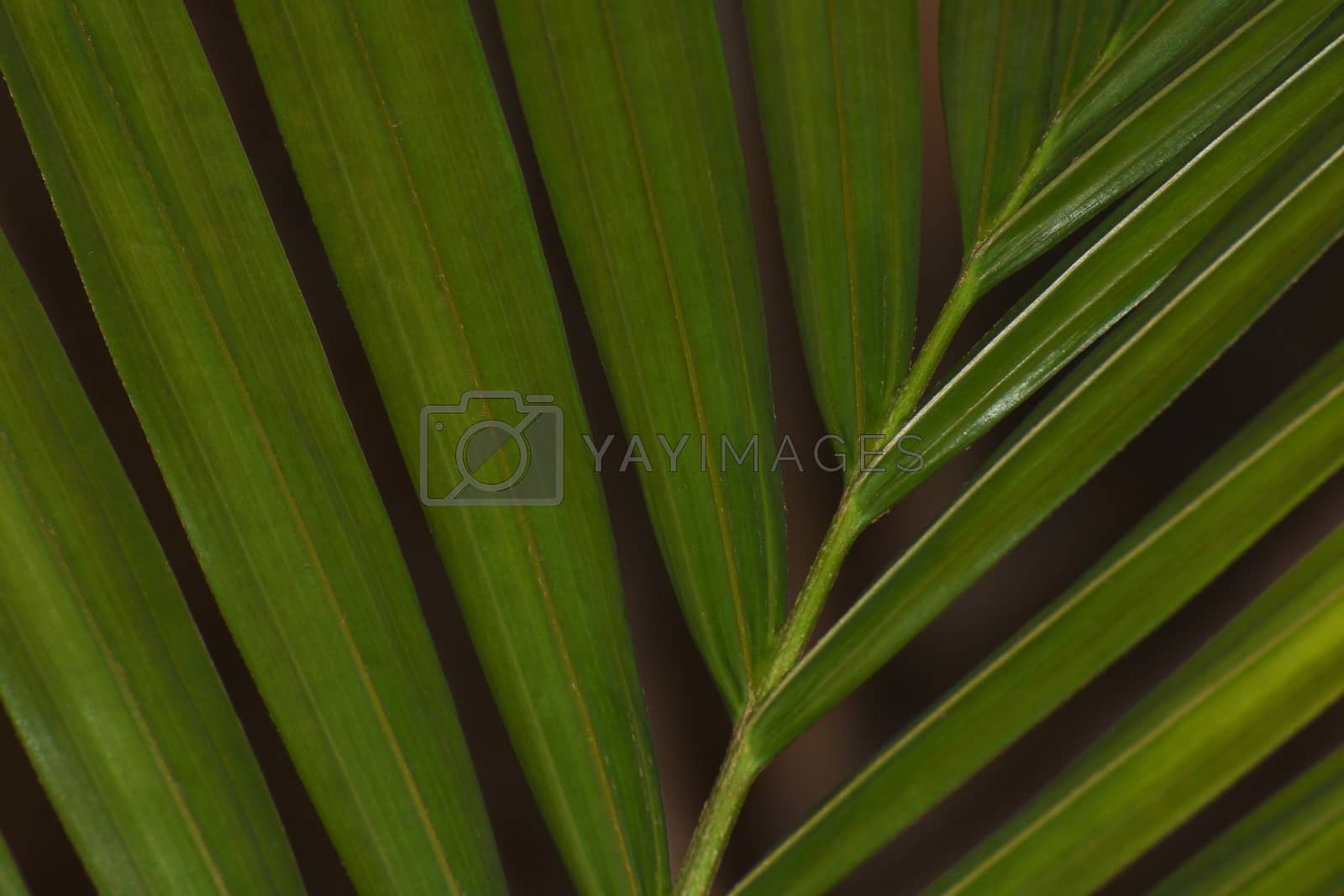 Royalty free image of Green Majesty Palm Leaf Close-up Frame (Ravenea rivularis) by jjvanginkel