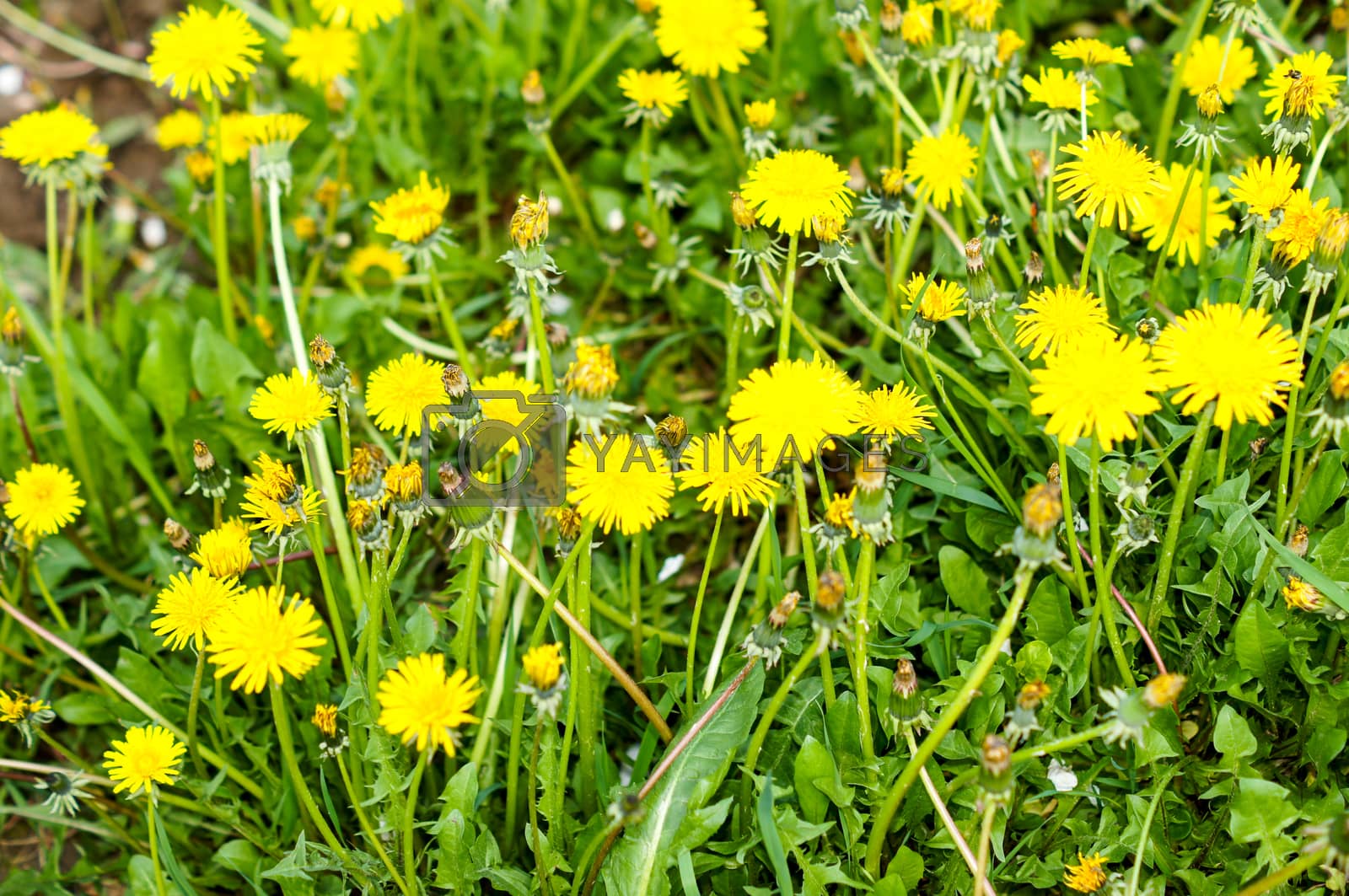 Royalty free image of yellow dandelions growing on a lawn illuminated by the sunlight by Adamchuk