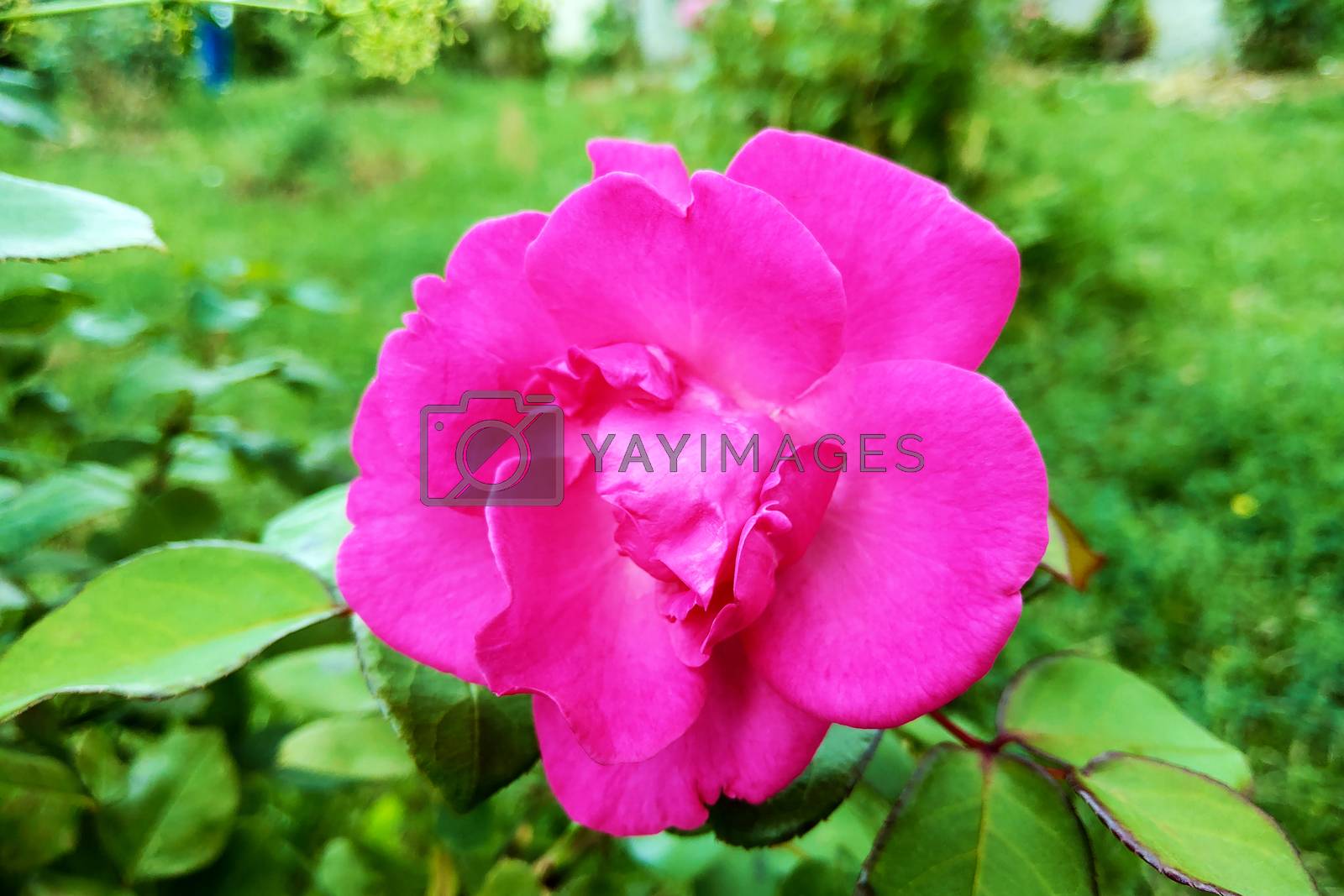 Royalty free image of Beautiful bright roses in the garden on a sunny clear day. by kip02kas