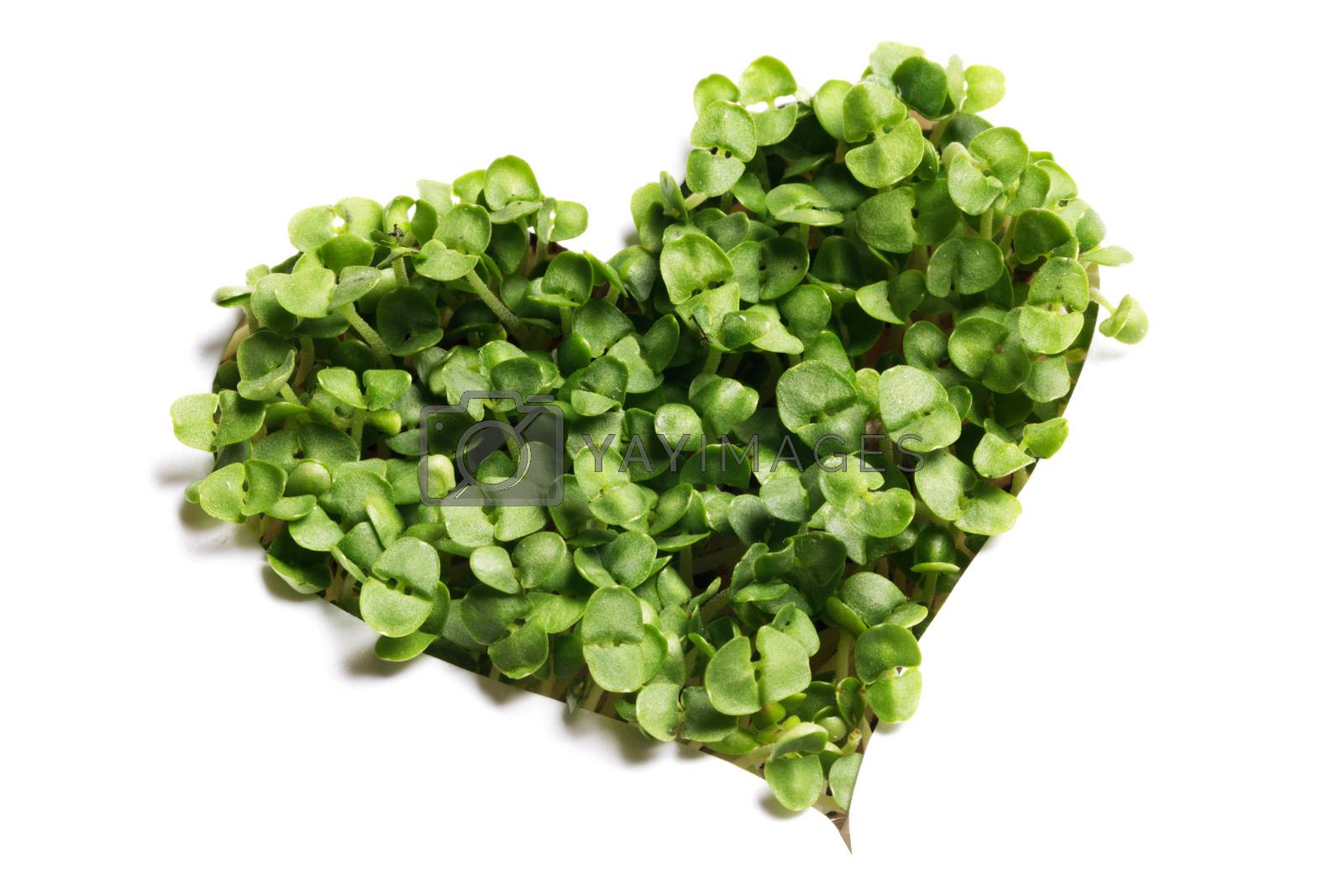 Royalty free image of Sprout green plants heart by Yellowj