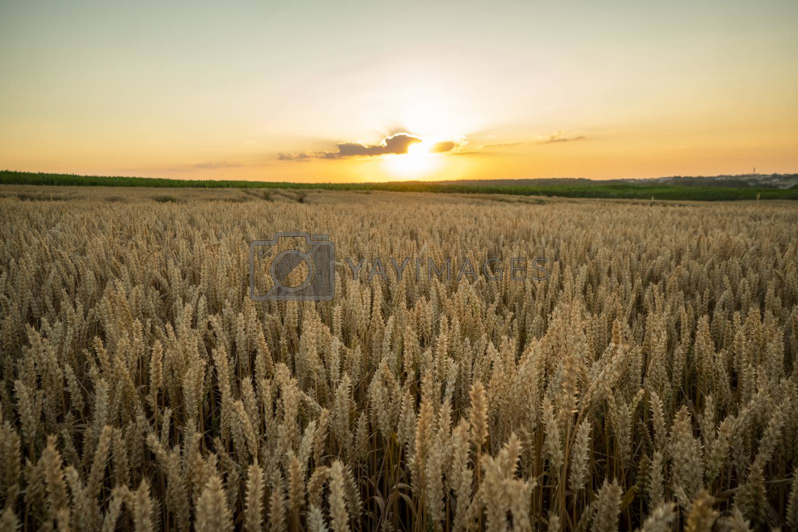 Royalty free image of Wheat field. Golden ears of wheat on the field. Background of ripening ears of meadow wheat field. Rich harvest. Agriculture of natural product. by vovsht