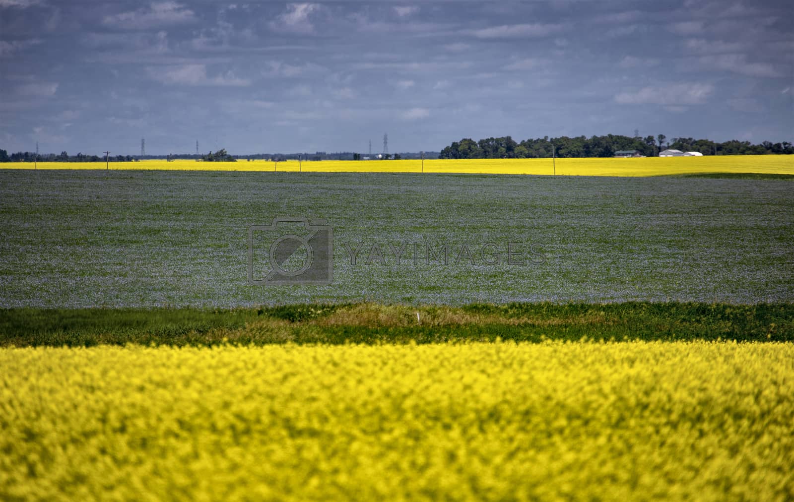 Royalty free image of Flax and Canola Canada by pictureguy