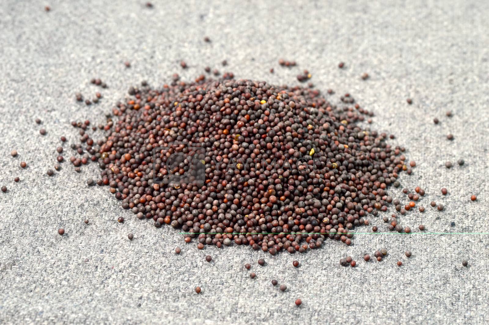 Royalty free image of Heap Brown Mustard Seeds on sackcloth by DipakShelare