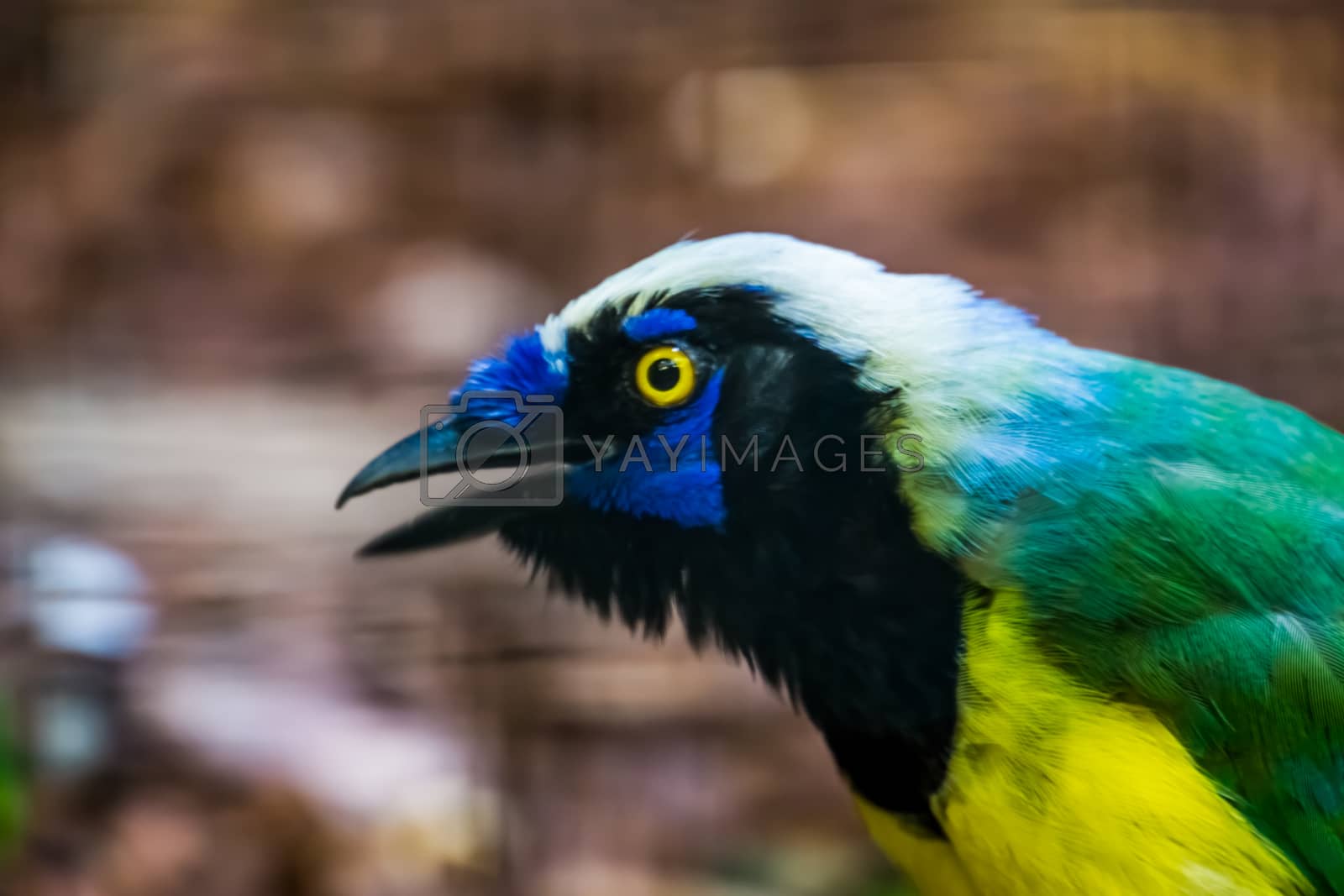 Royalty free image of the face of a inca jay in closeup, colorful tropical bird specie from America by charlottebleijenberg