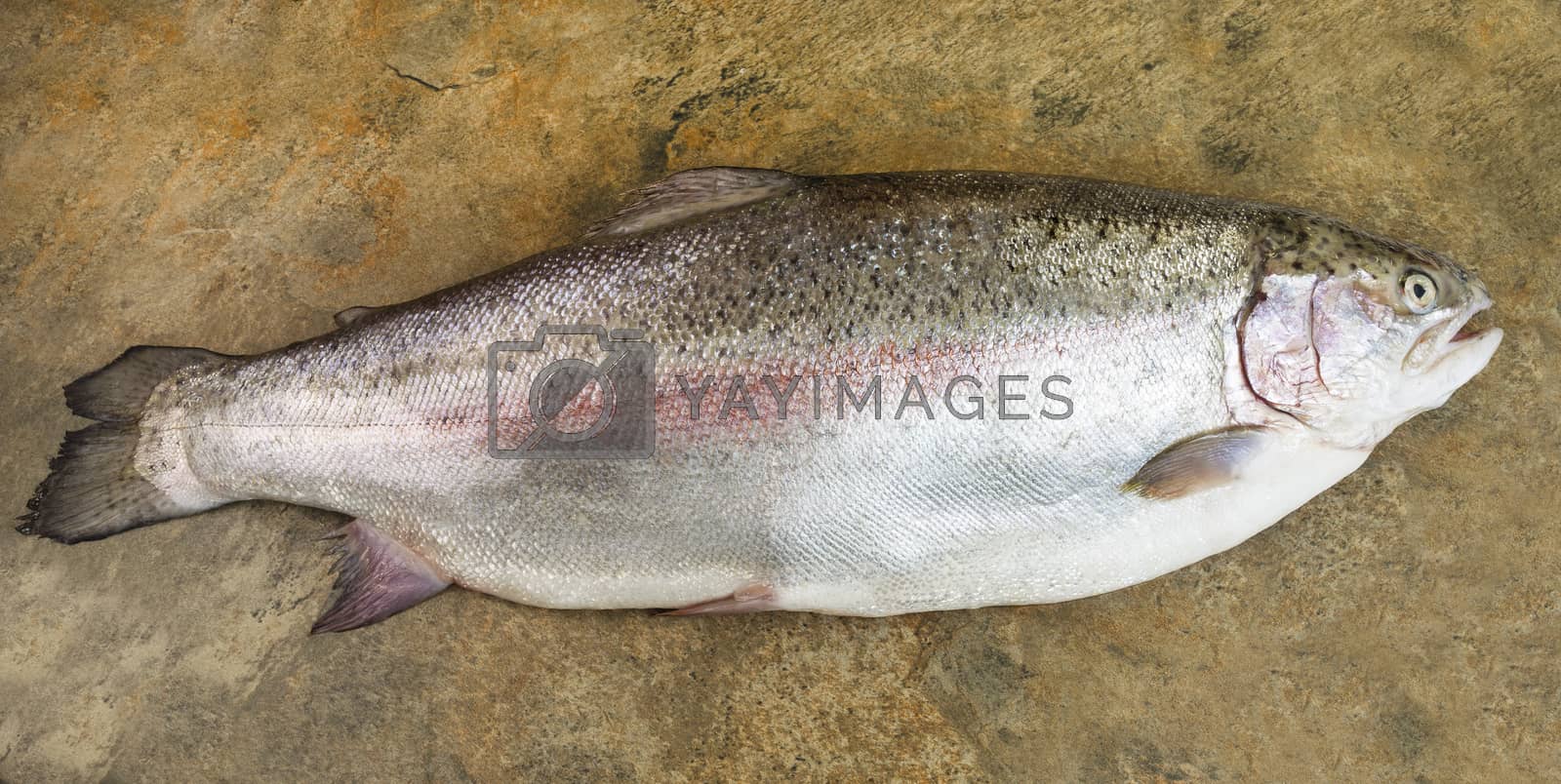 Royalty free image of Large Trout on Slate stone Background  by tab1962