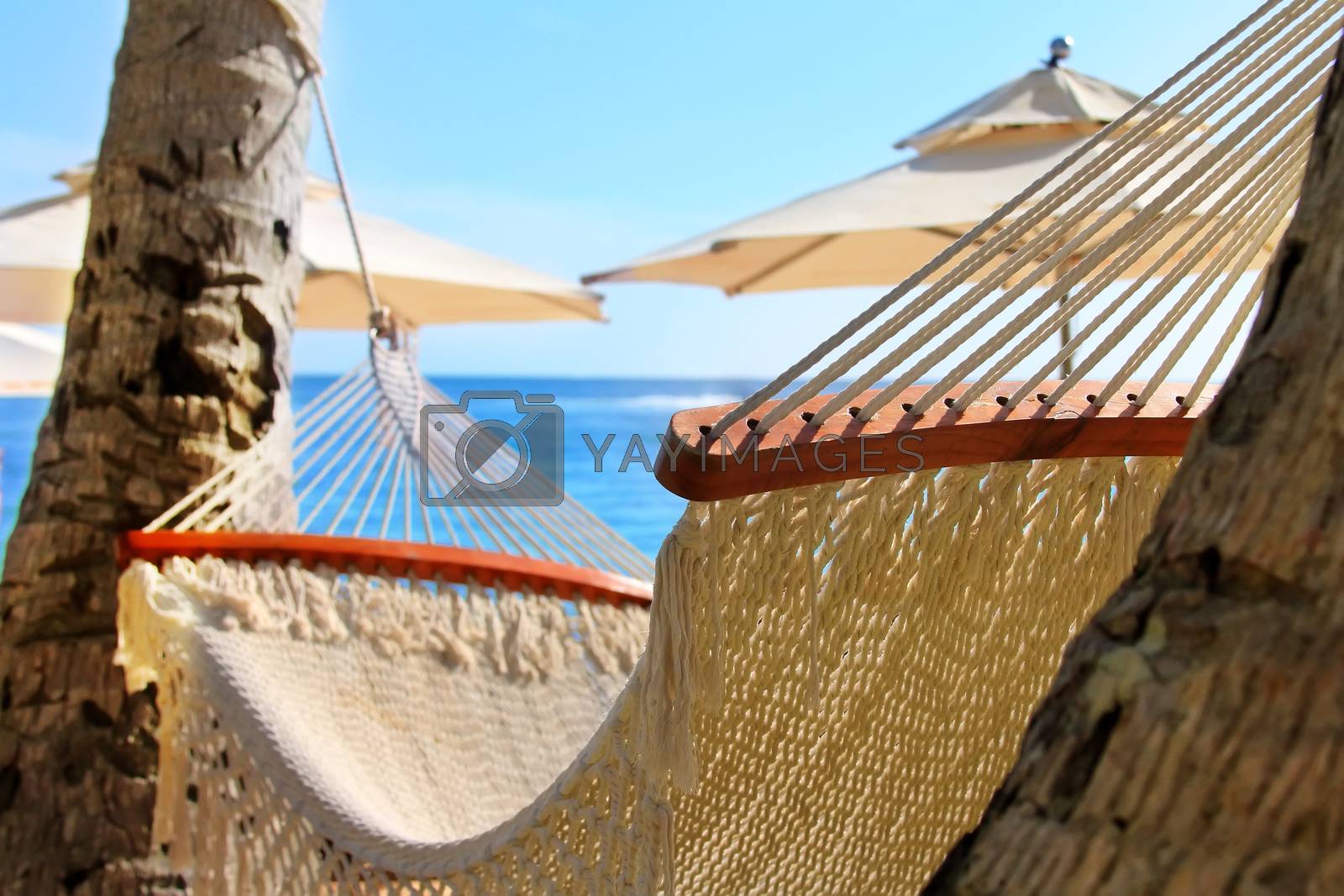 Royalty free image of Hammock between two palm trees on the beach by friday