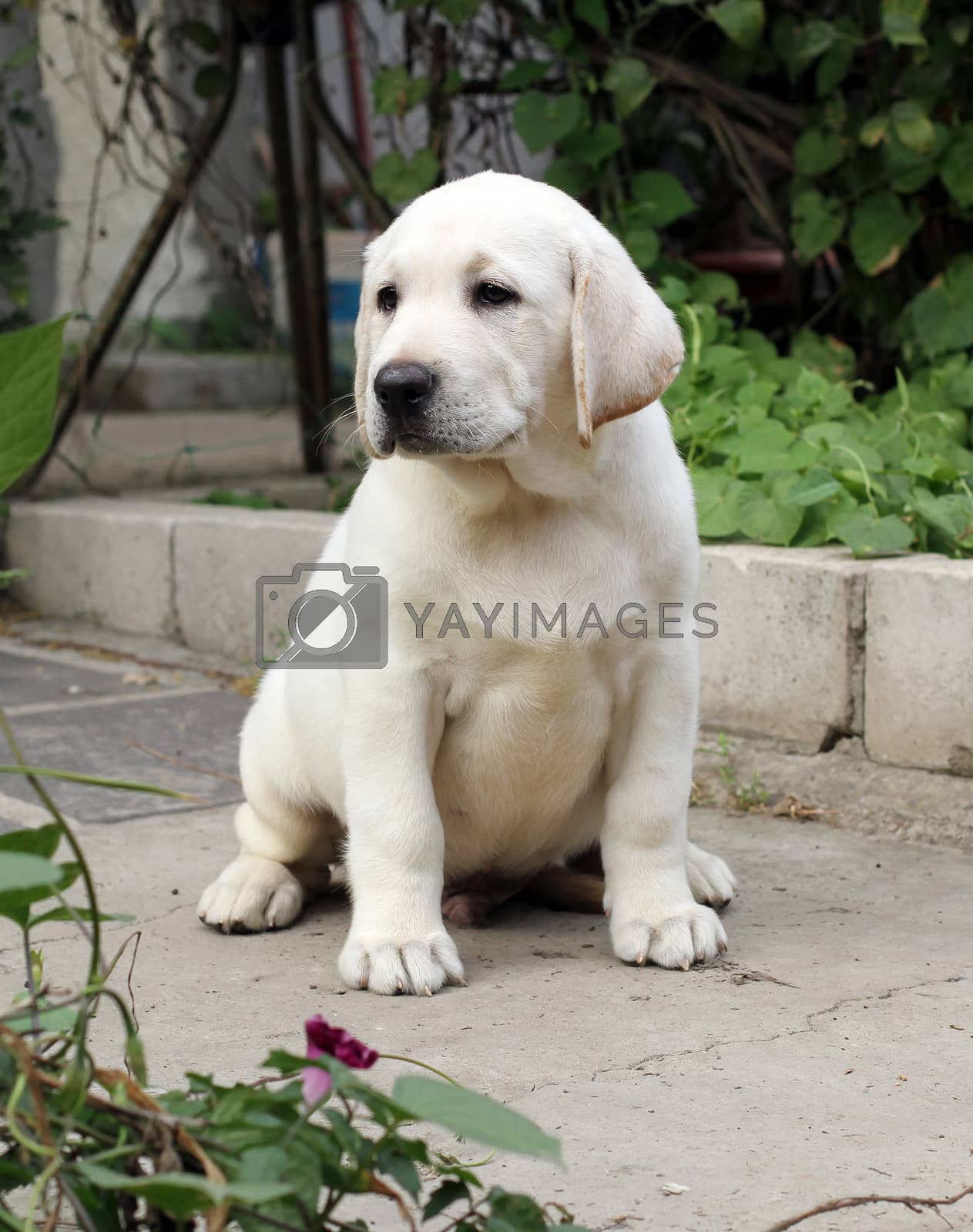 Royalty free image of sweet yellow labrador in the park by Yarvet