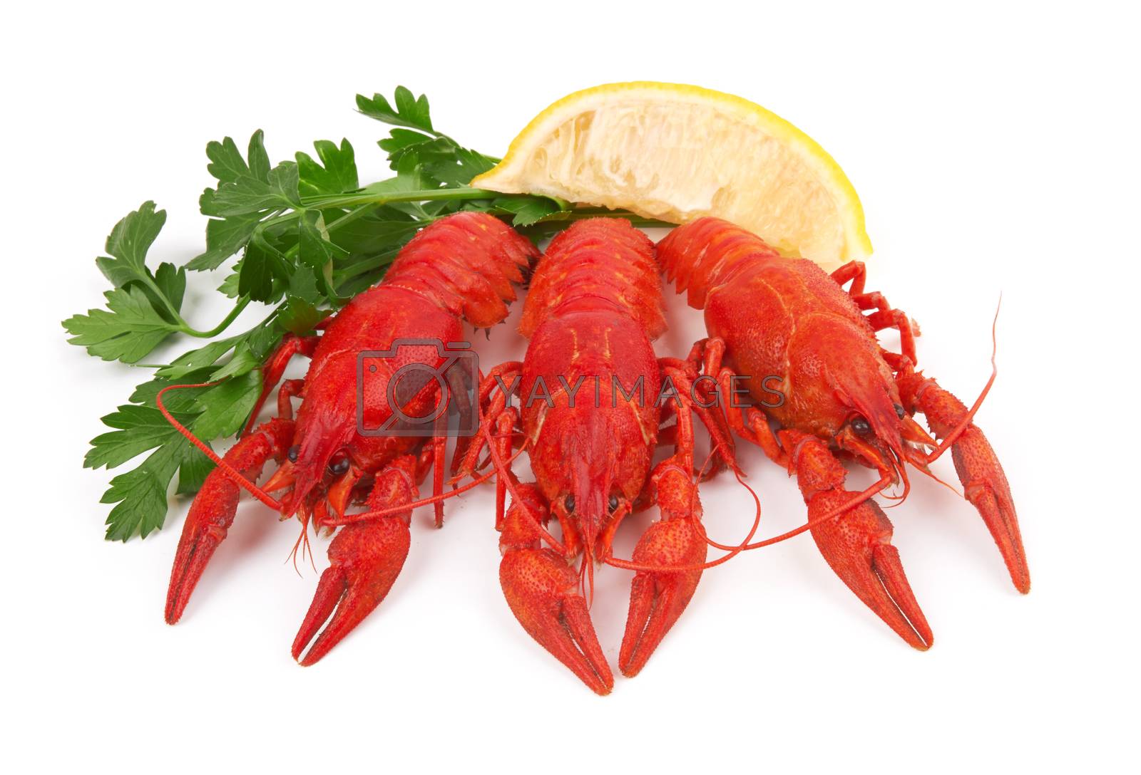 Royalty free image of crayfish by pioneer111