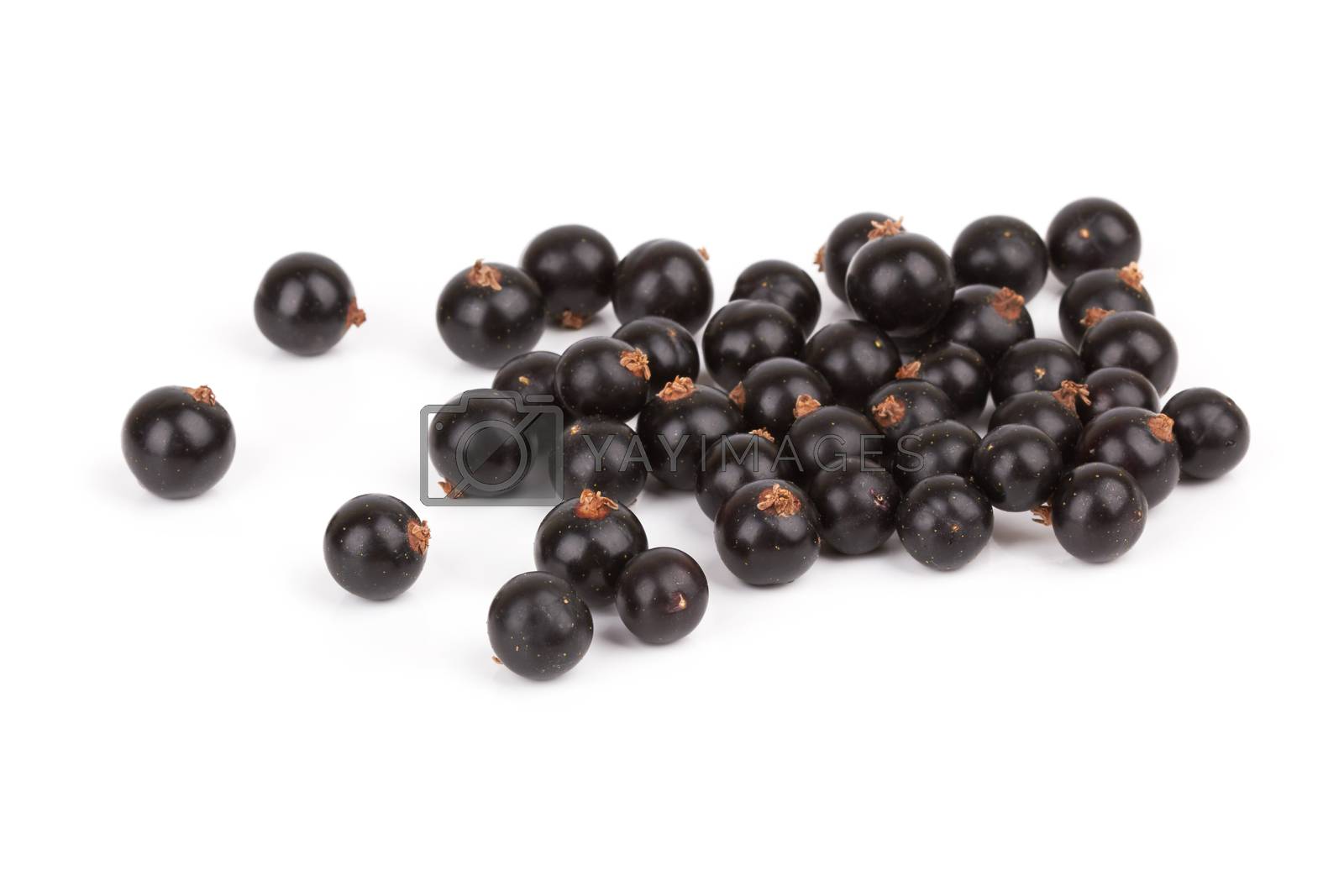 Royalty free image of black currant by pioneer111