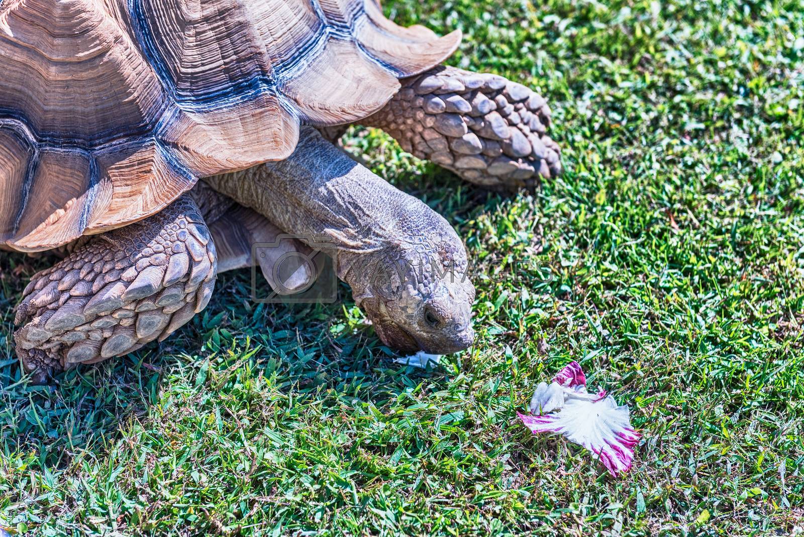 Royalty free image of African spurred tortoise aka sulcata tortoise eating chicory by marcorubino