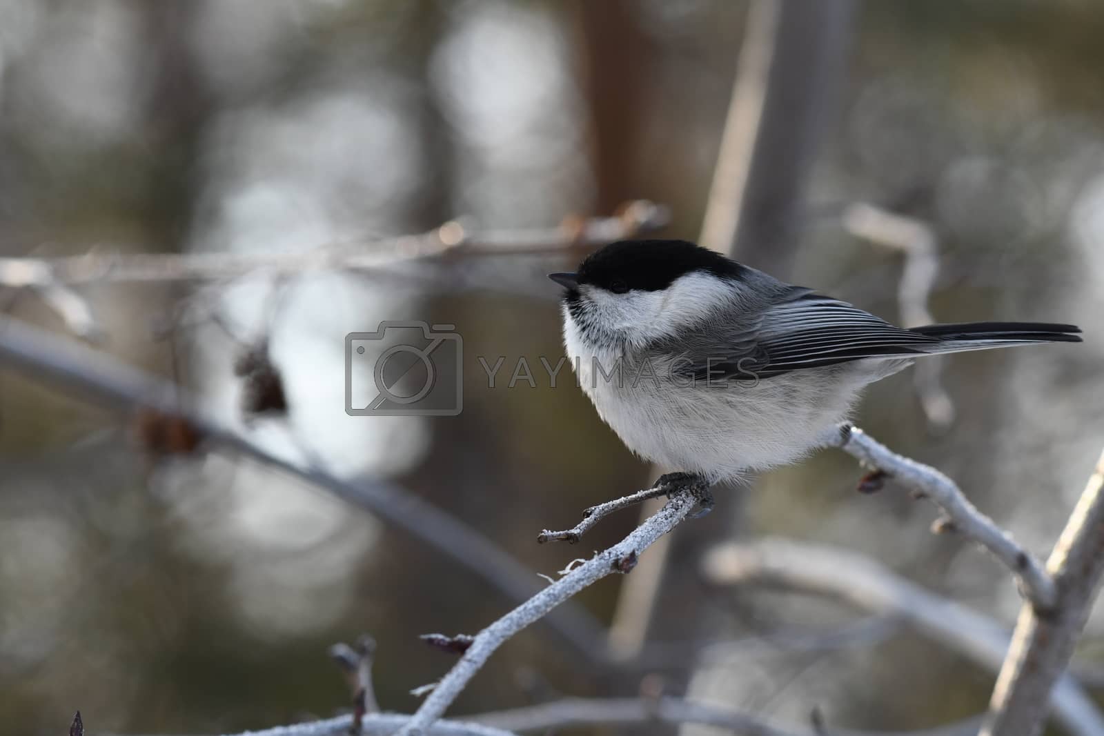 Royalty free image of blackheads tit marsh tit on a tree branch by alli