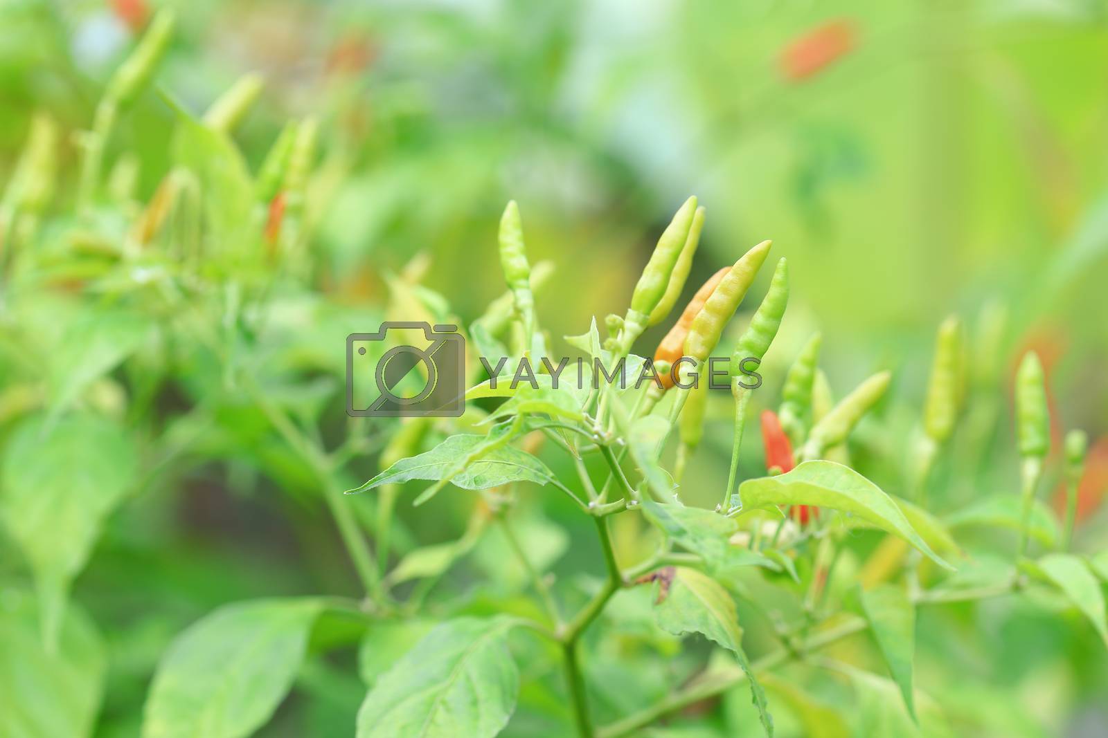 Royalty free image of Green chilli in organic farm  by phalakon
