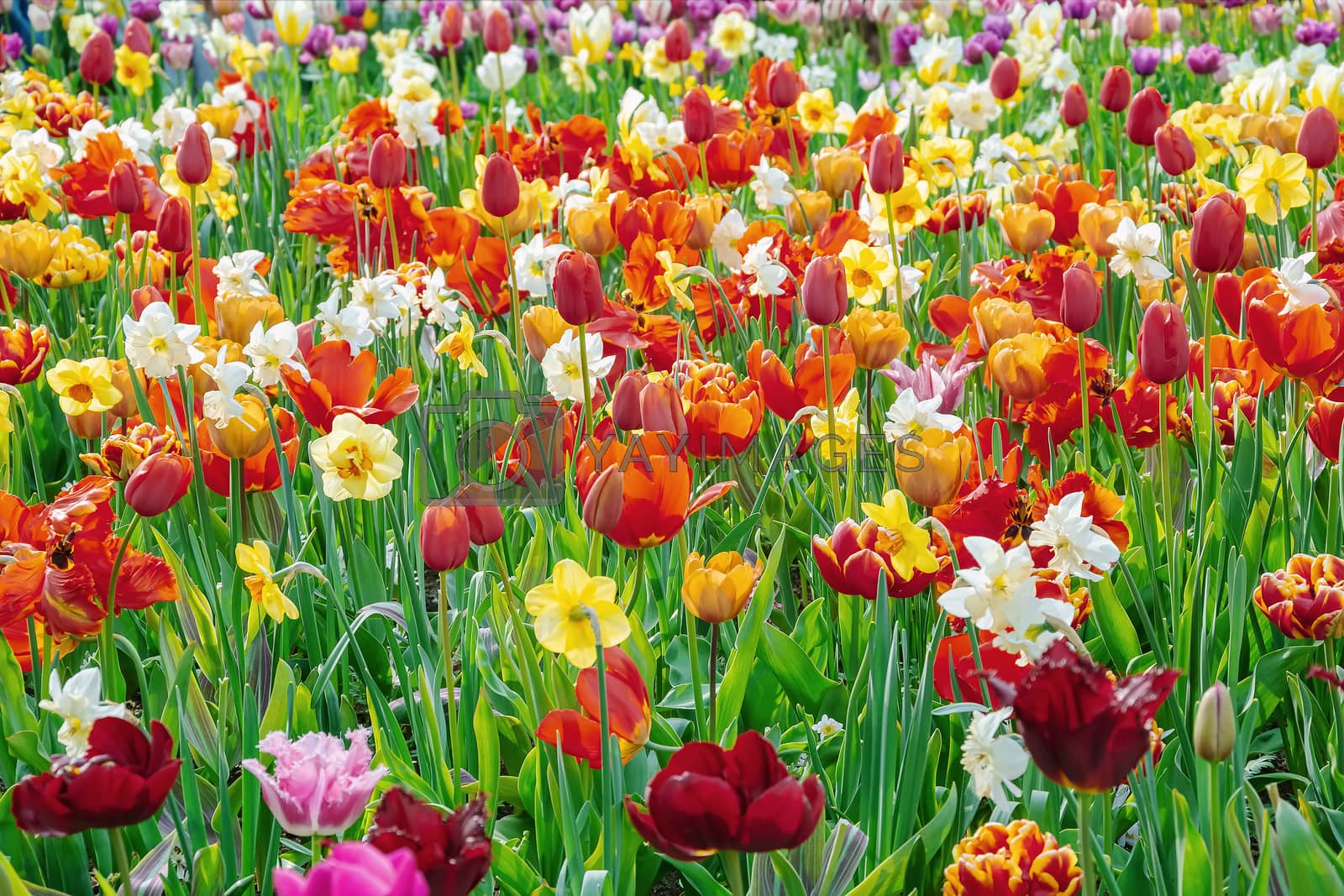 Royalty free image of Narcissus and Tulips Flowerbed by SNR