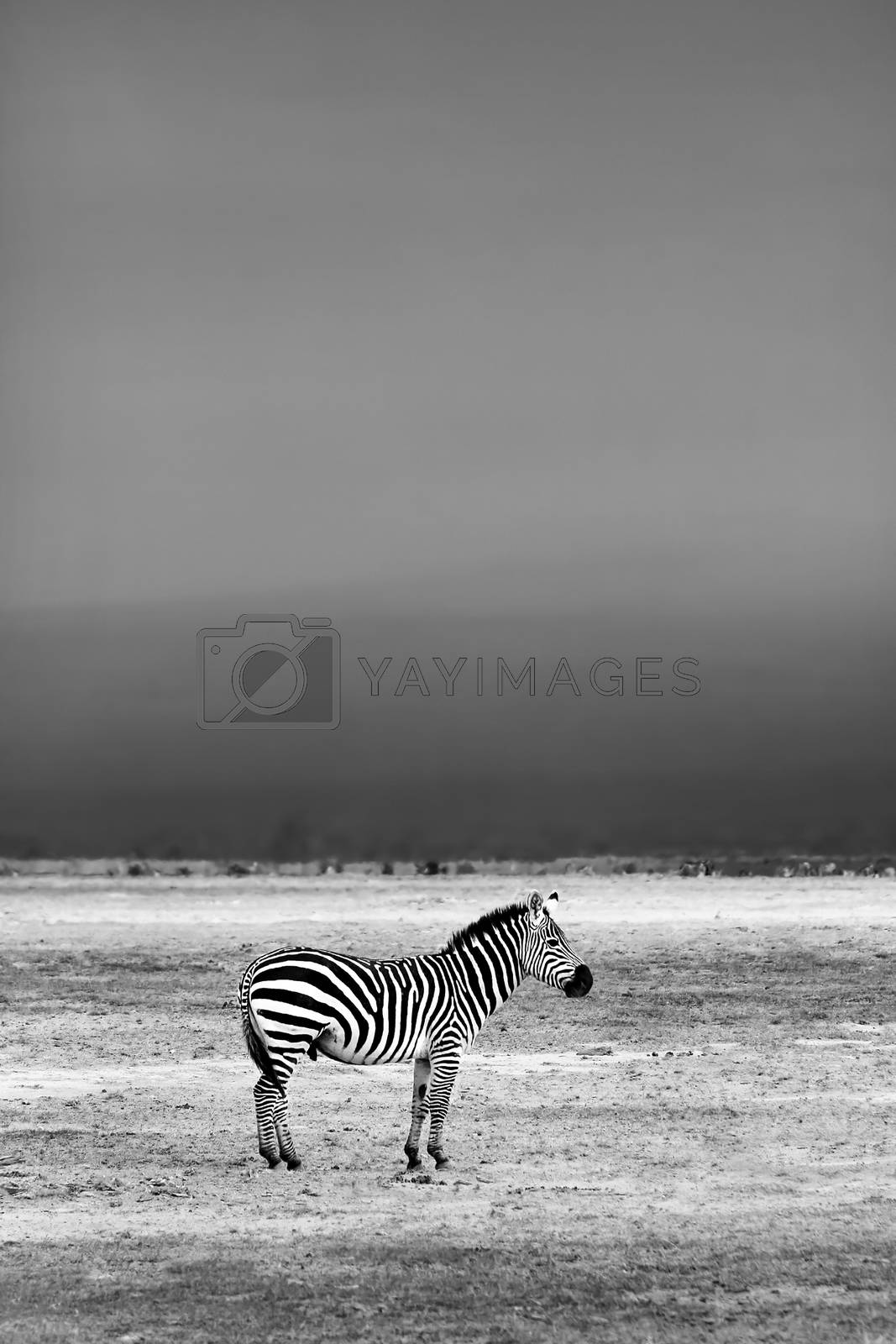 Royalty free image of African Wild Zebra by Anna_Omelchenko