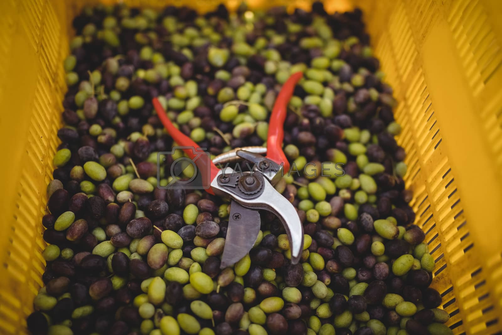 Royalty free image of Olives with pliers in crate at farm by Wavebreakmedia