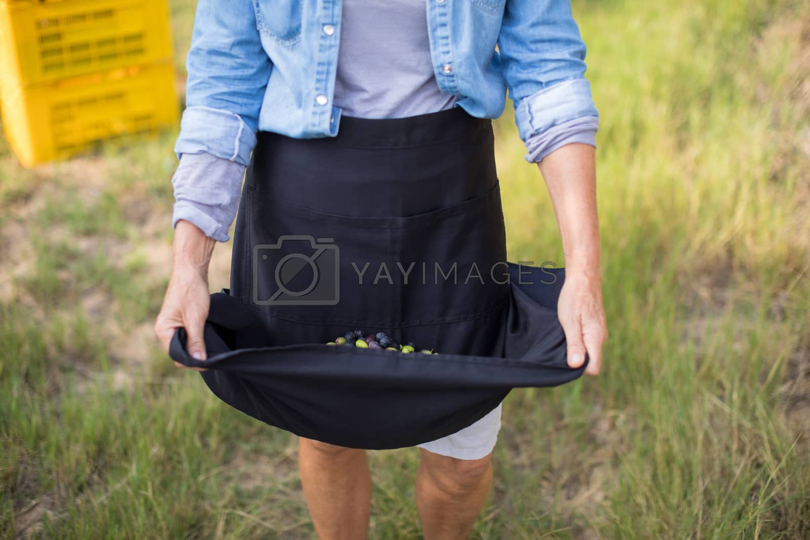 Royalty free image of Woman holding harvested olives in her skirt by Wavebreakmedia