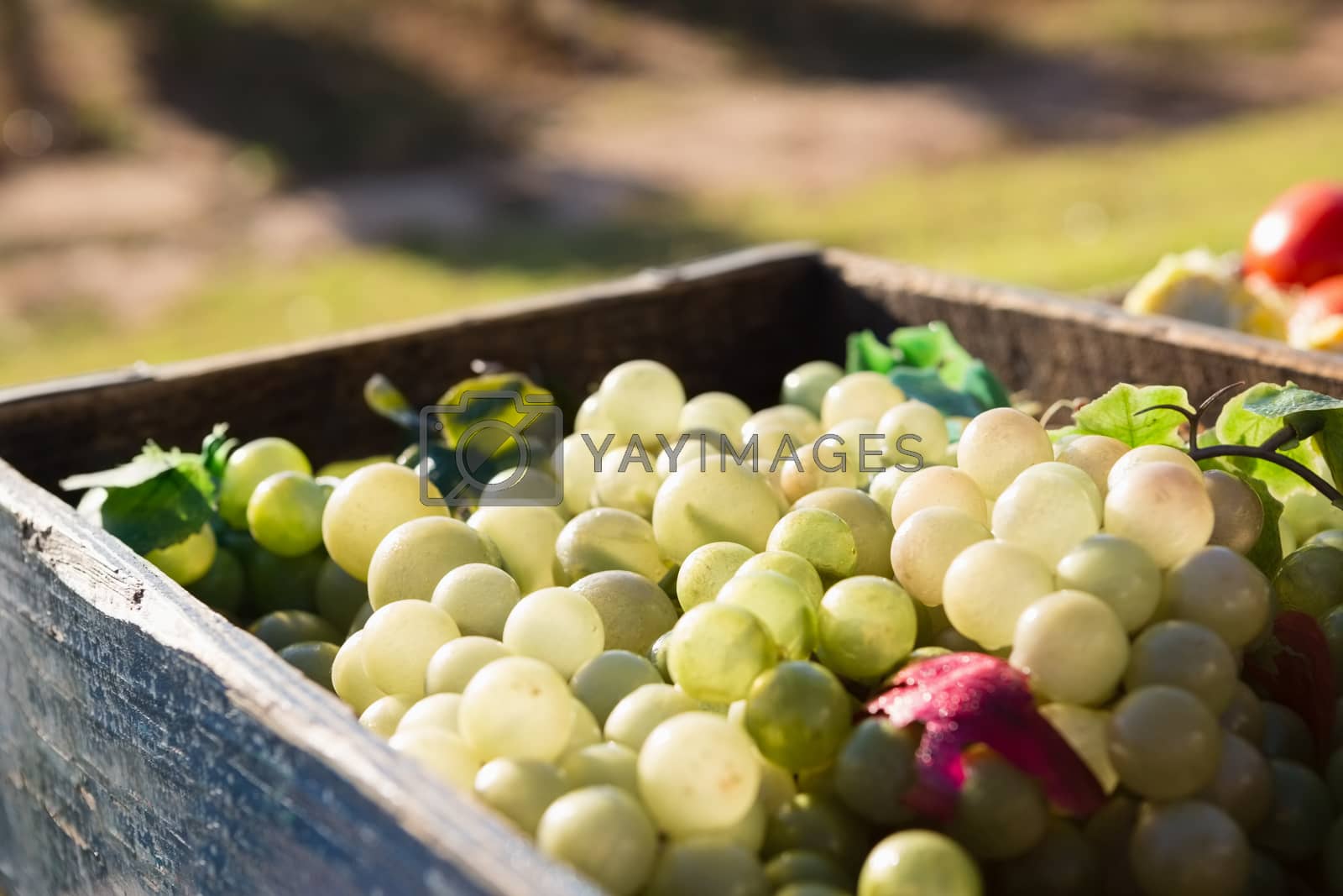 Royalty free image of Harvested grapes in crate at vineyard by Wavebreakmedia