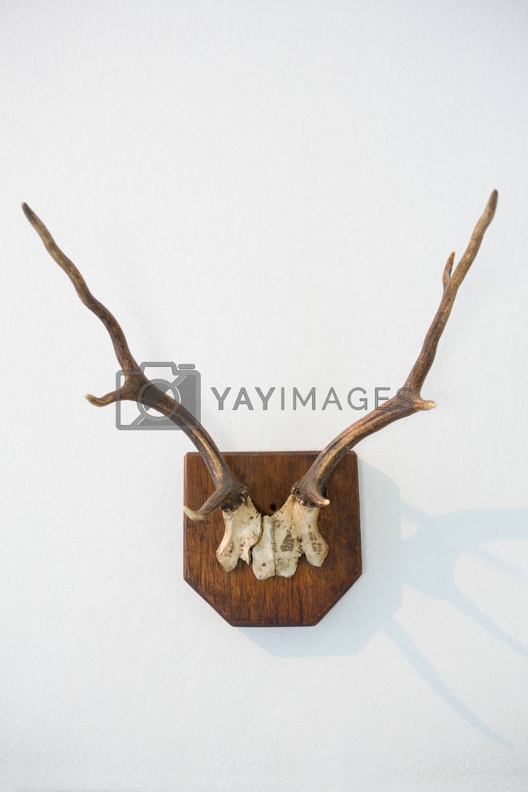 Royalty free image of Reindeer thorn on white background by Wavebreakmedia