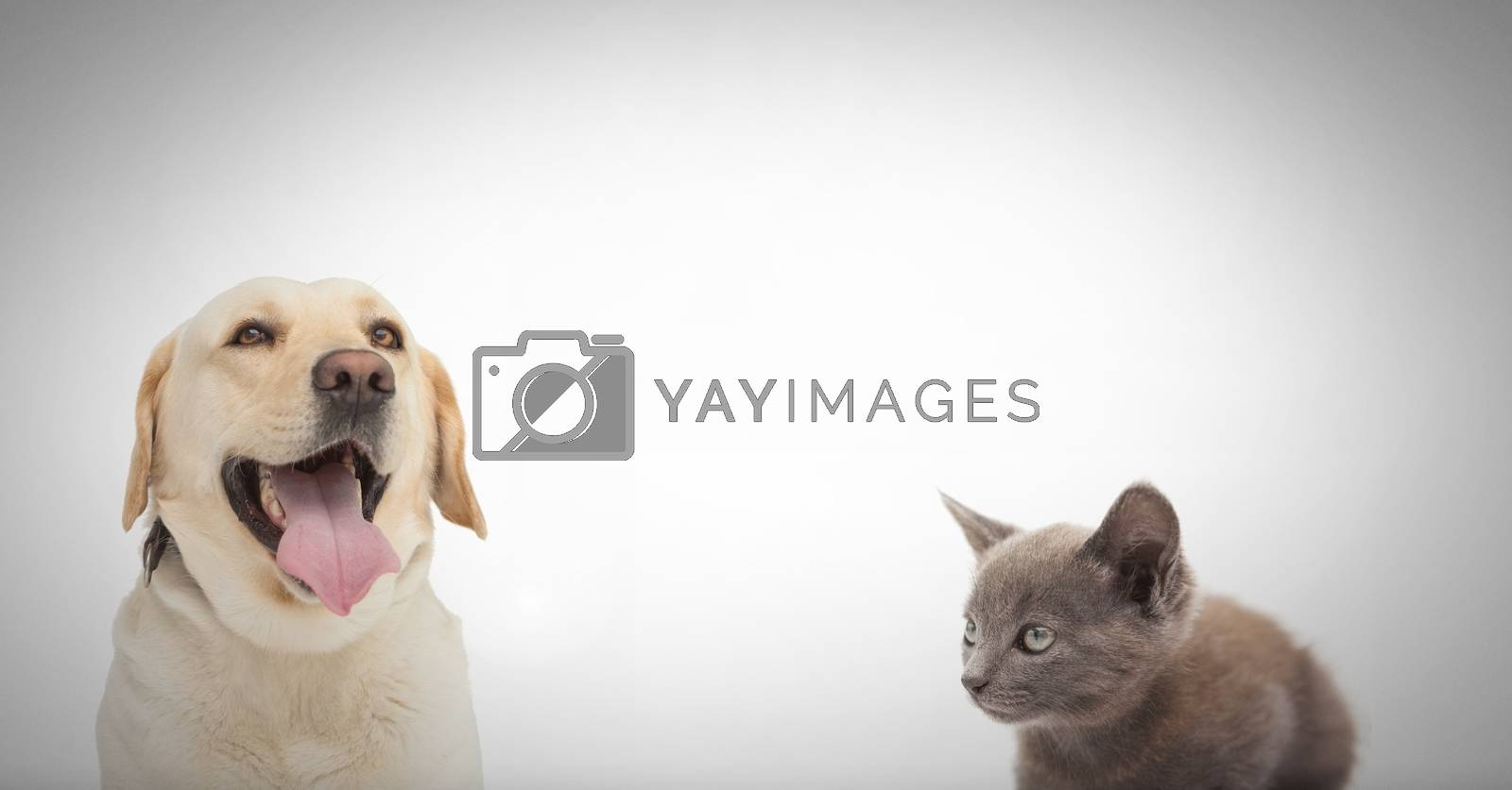 Royalty free image of Cat and dog with blank space by Wavebreakmedia