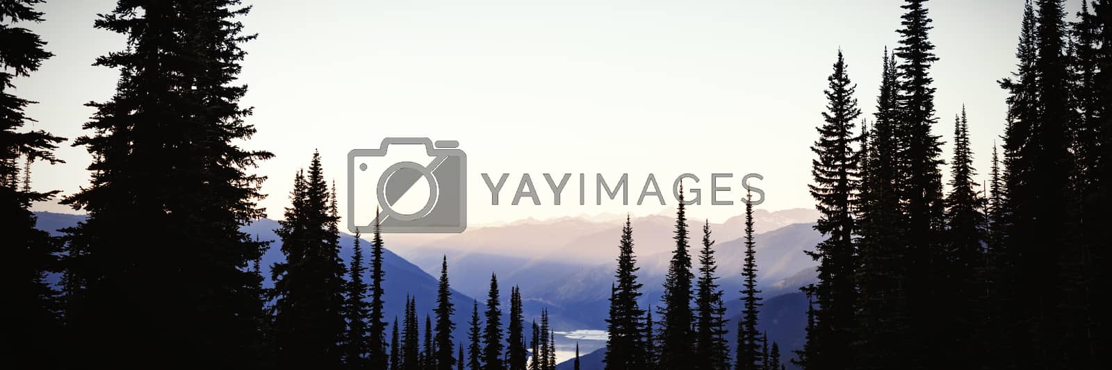 Royalty free image of Coniferous tree covered over a mountain by Wavebreakmedia