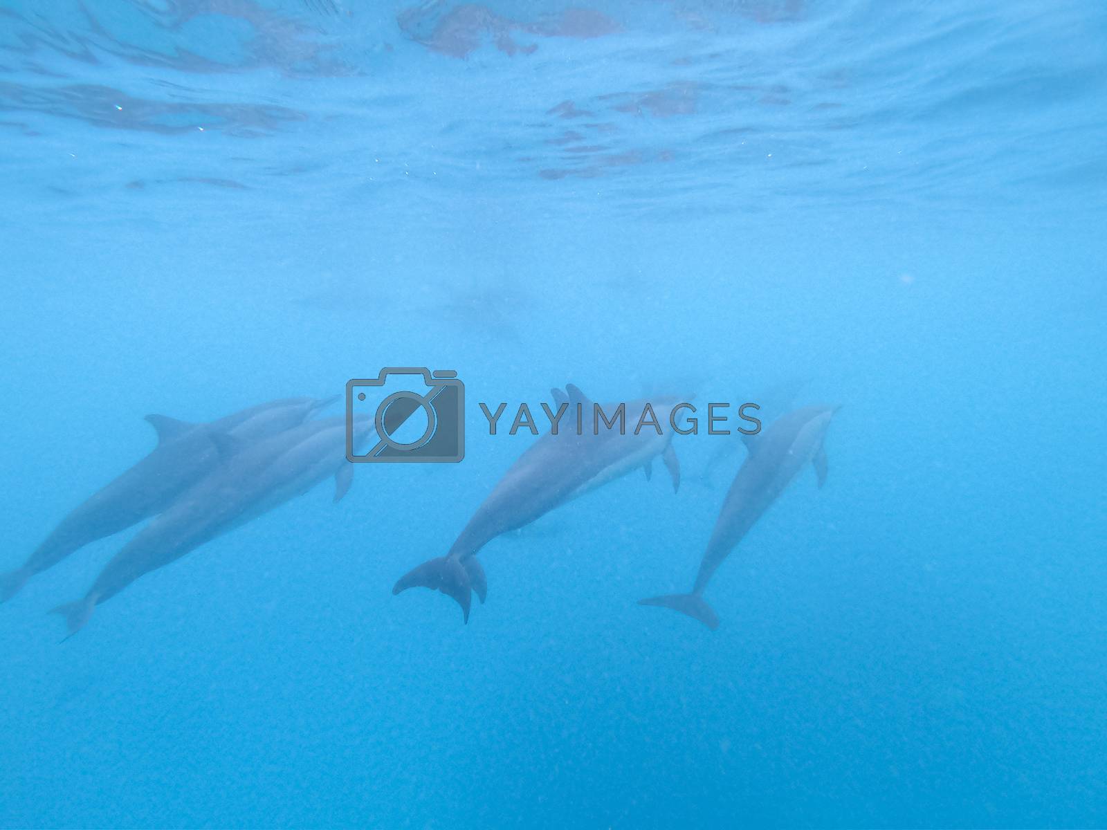 Royalty free image of Flock of dolphins playing in the blue water near Mafushi island, Maldives by kasto