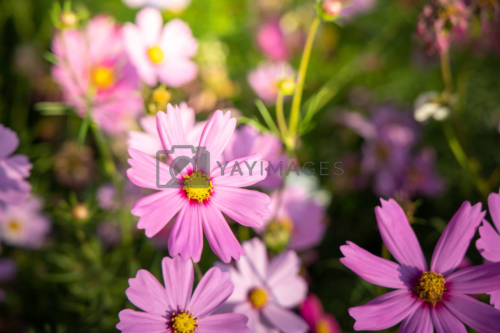 Royalty free image of  Beautiful Cosmos flowers in garden. Nature background. by teerawit