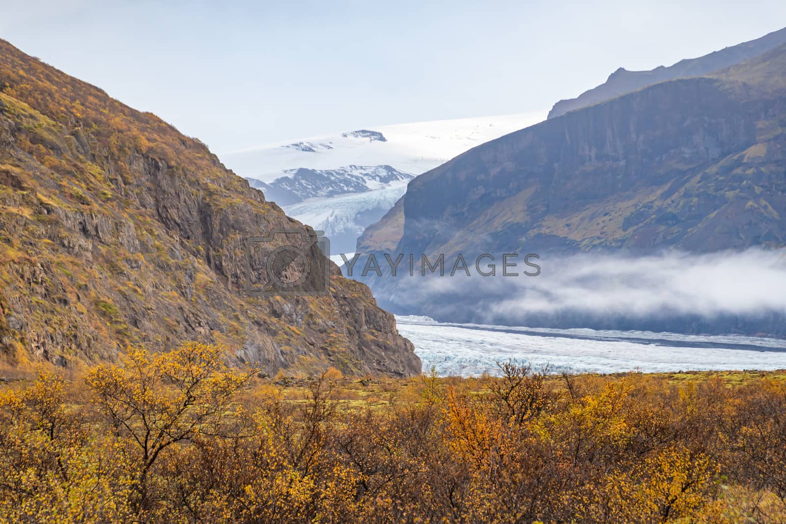 Royalty free image of Vatnajoekull glacier old ice pushing through canyon down the mountain behind small tress by MXW_Stock