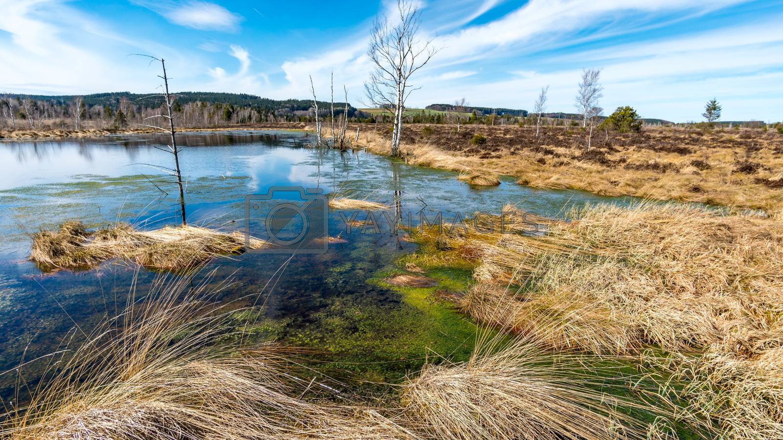Royalty free image of The largest bog and nature reserve in southern Germany by mindscapephotos