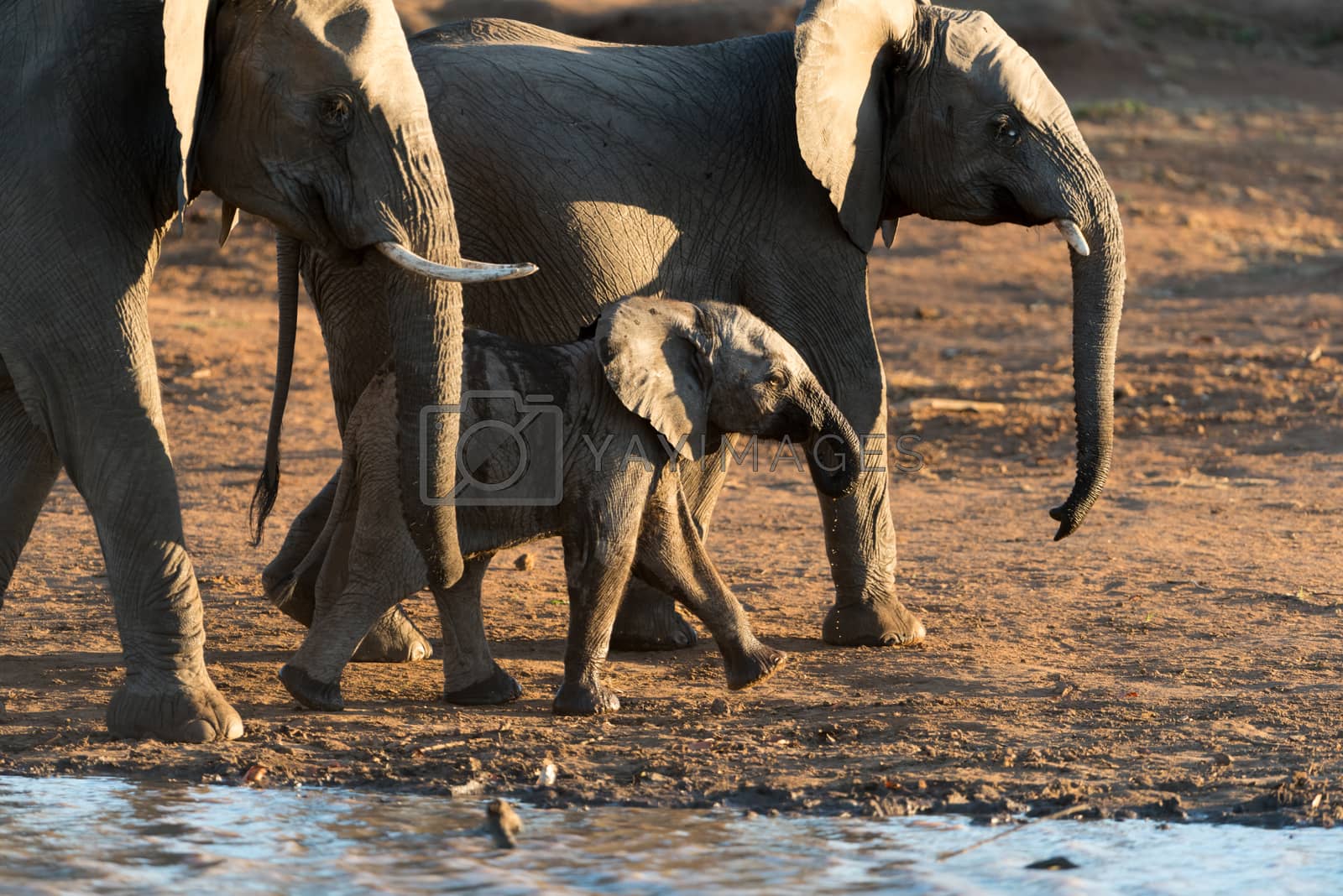 Royalty free image of Elephant calf, baby elephant by ozkanzozmen