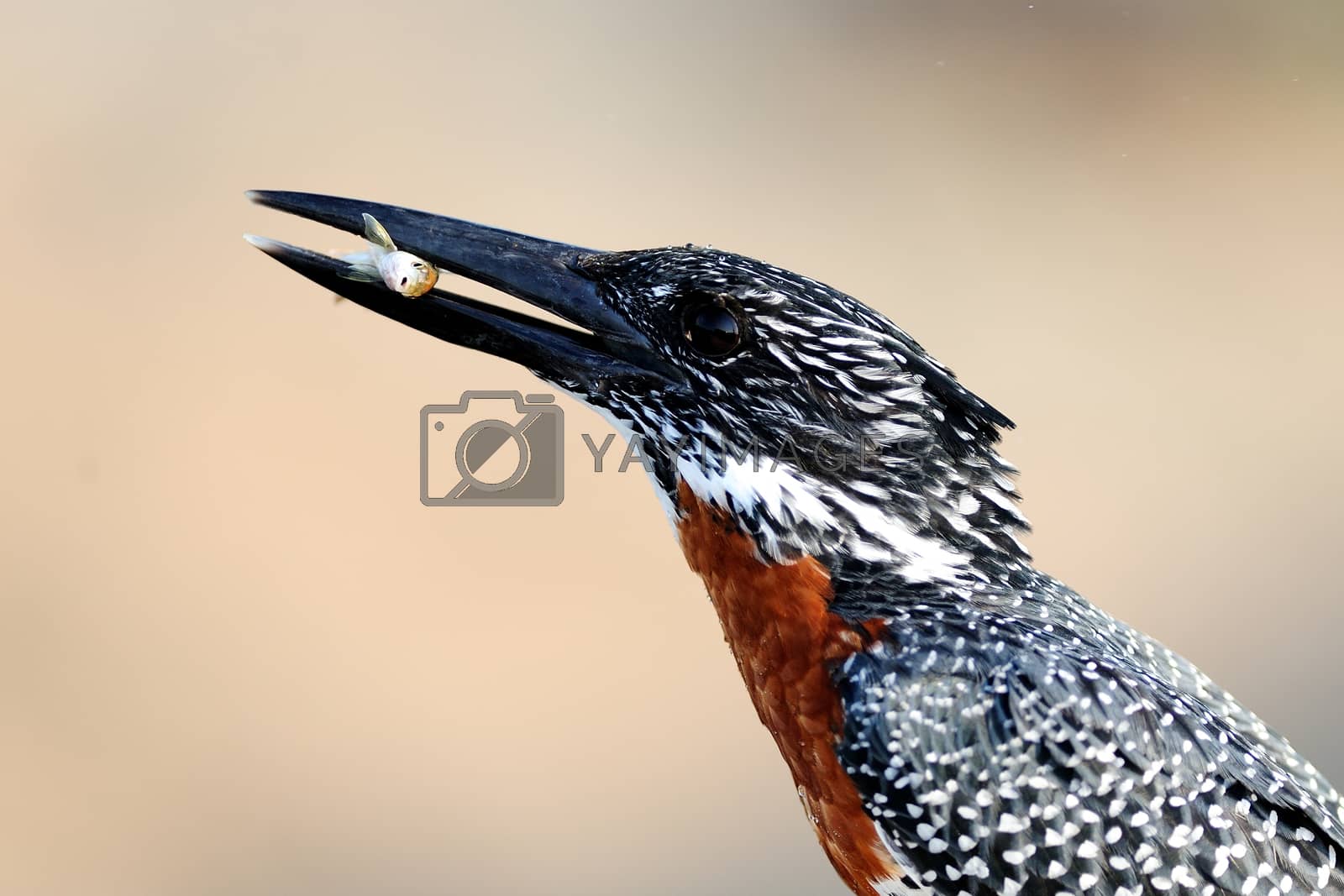 Royalty free image of Giant kingfisher in the wilderness by ozkanzozmen