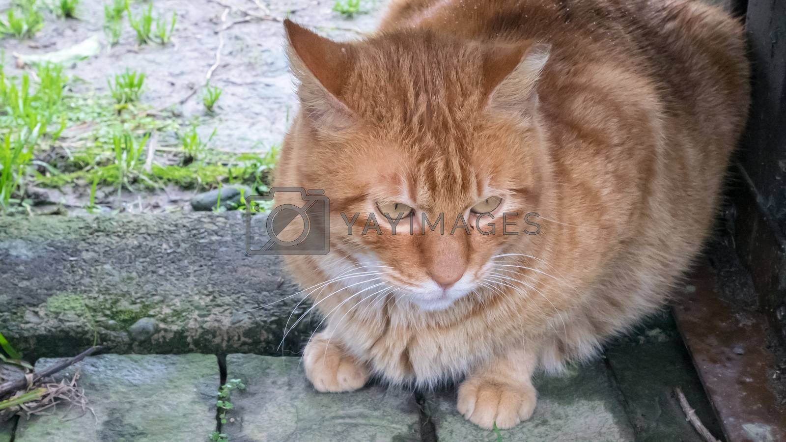 Royalty free image of The cute tabby cat sitting in garden. by phasuthorn