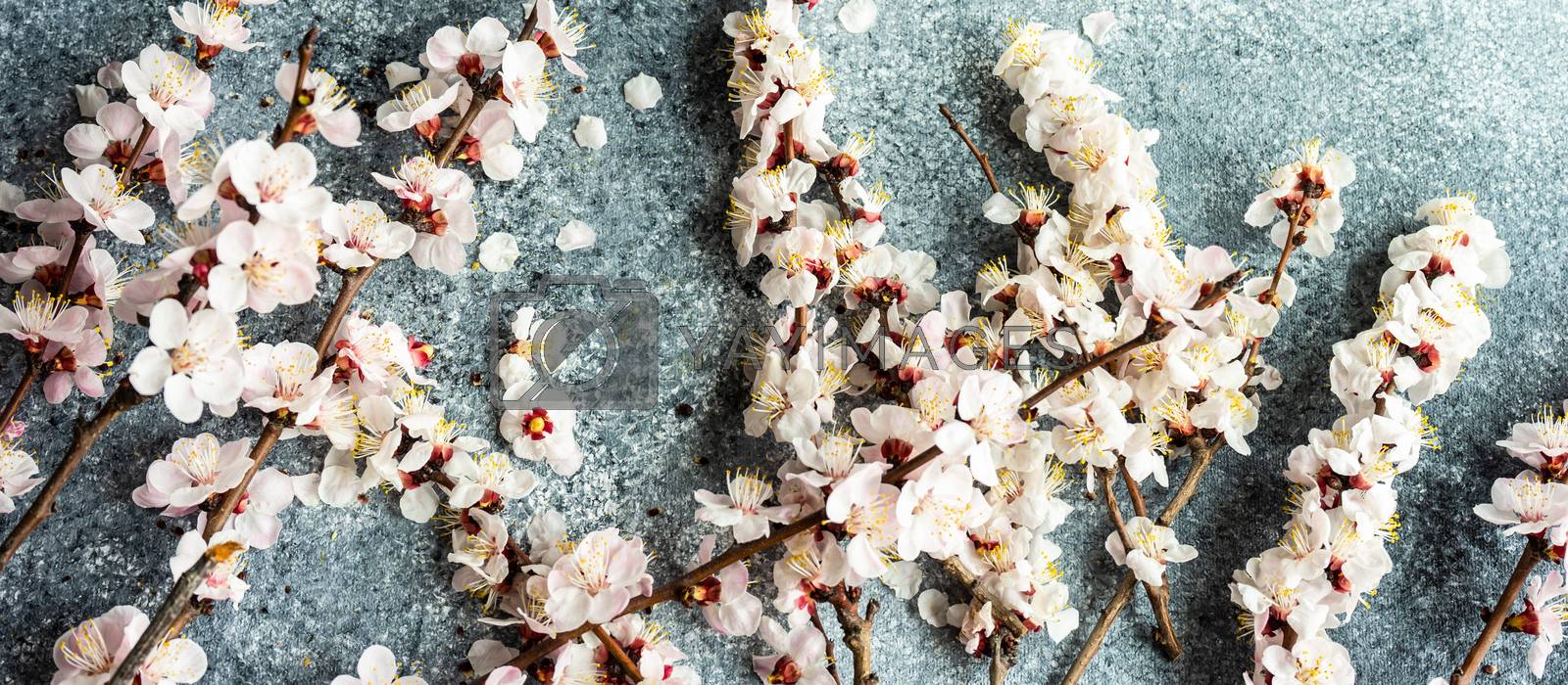 Royalty free image of Spring floral concept with apricot blossom by Elet