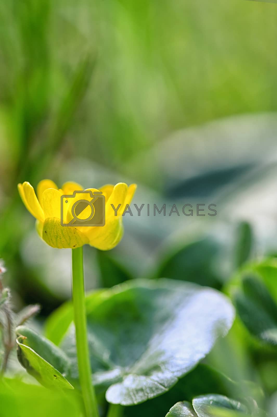 Royalty free image of A Fig Buttercup Blooming In Spring by mady70
