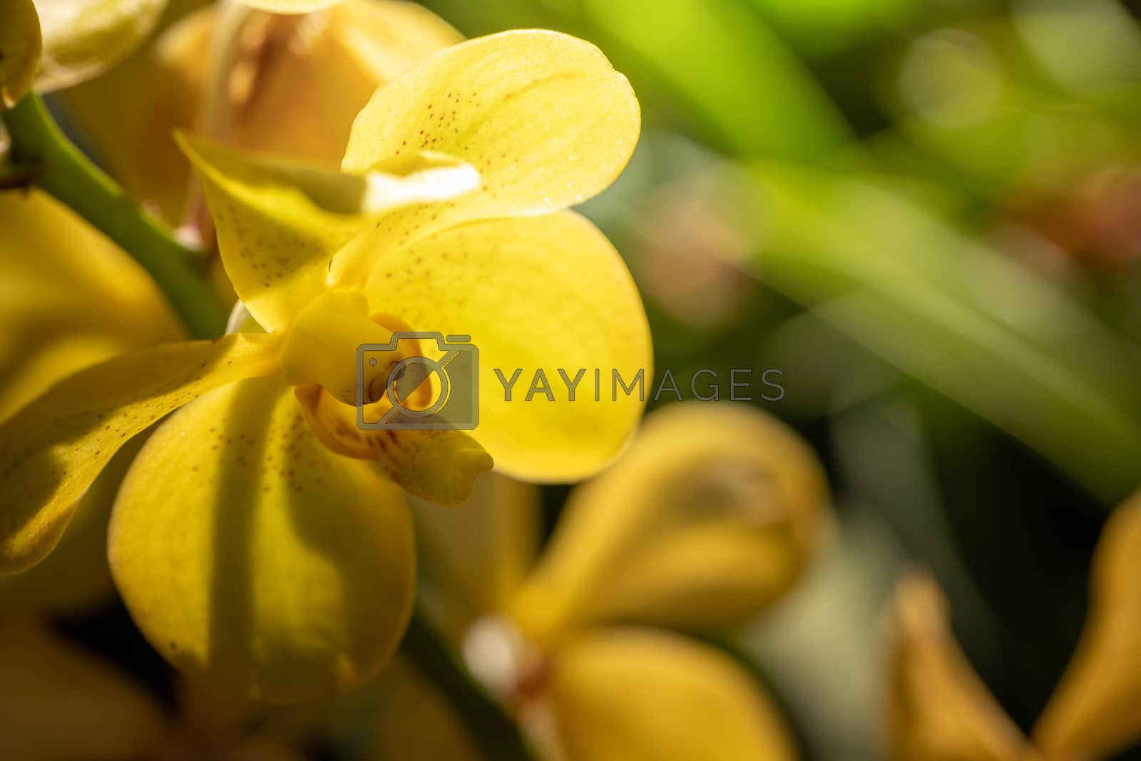 Royalty free image of Beautiful blooming orchids in forest by teerawit