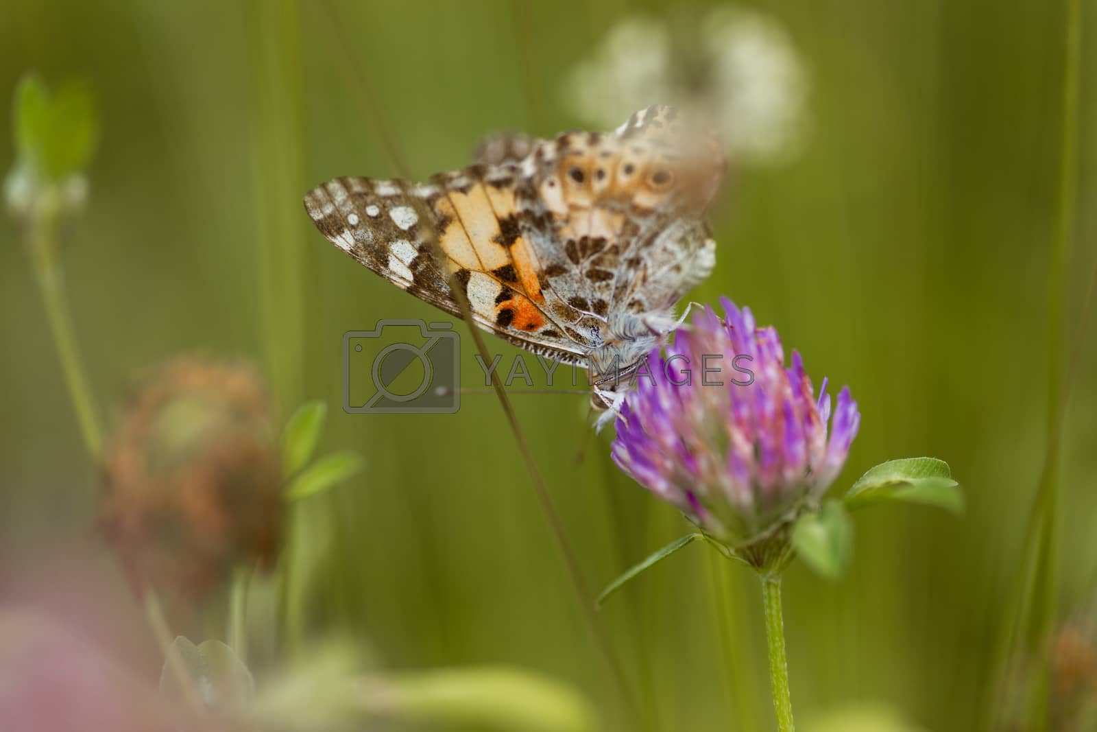 Royalty free image of An orange butterfly on wildflower on soft green blurred background. by alexsdriver