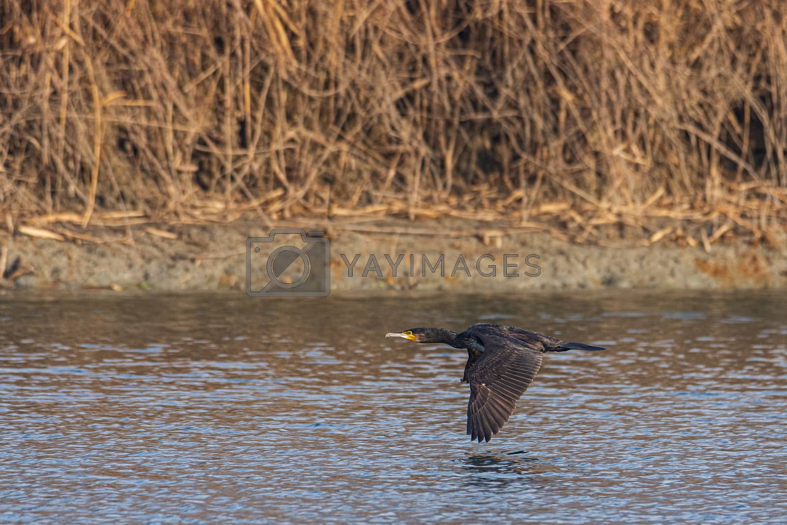 Royalty free image of The great cormorant flies at water level over a river in the ear by brambillasimone