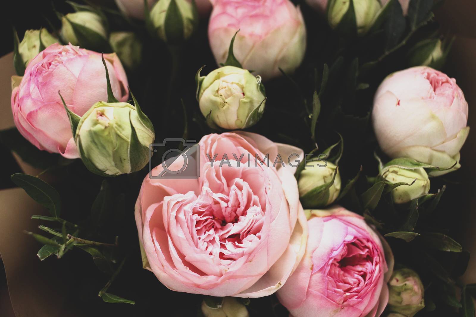 Royalty free image of Pink Roses on a Dark Background. Bouquet of Tender Peonies by vas_evg
