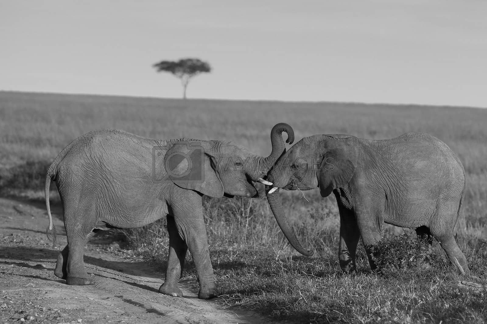 Royalty free image of Elephant in the wilderness by ozkanzozmen