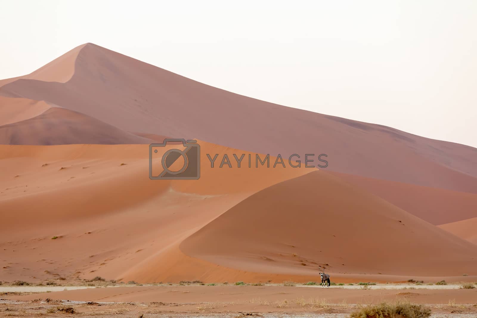 Royalty free image of Dead Vlei landscape in Sossusvlei, Namibia Africa by artush